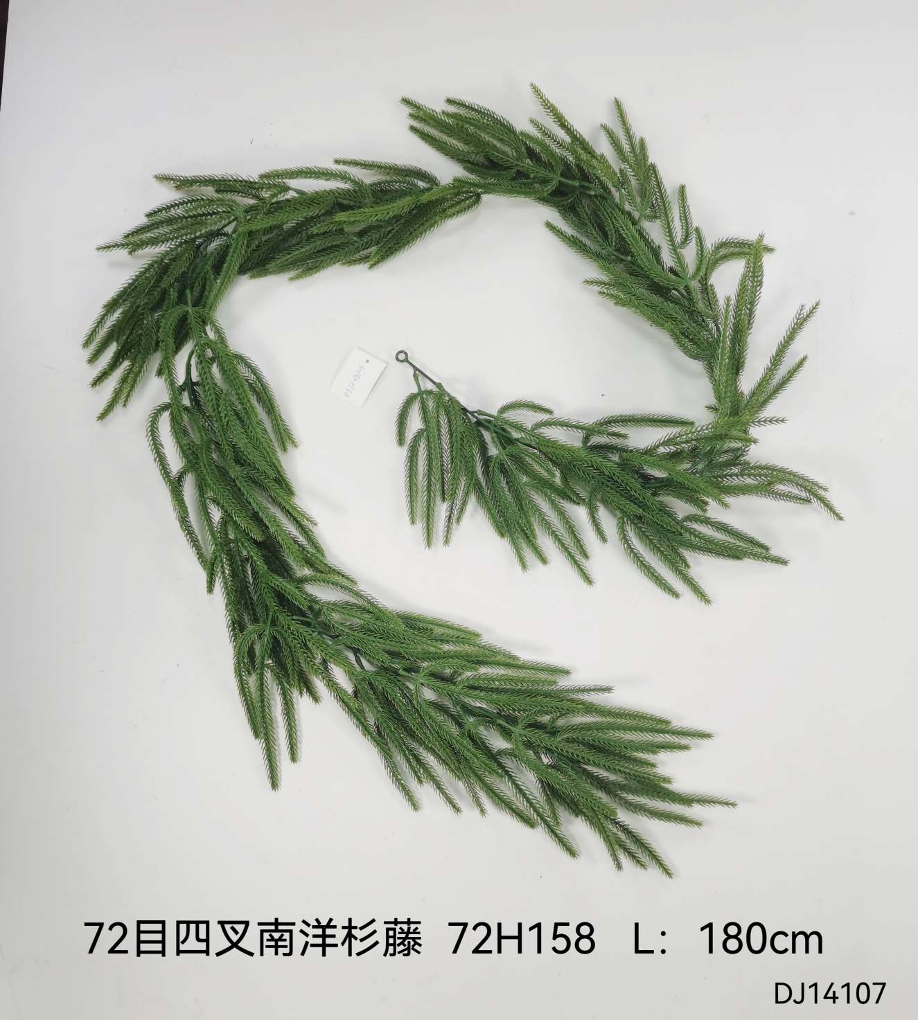 蕨类植物