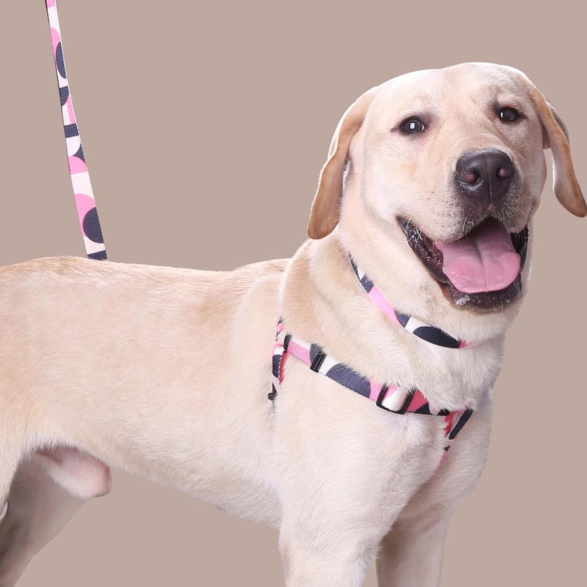 Cross-Border Hot Pet Abstract Chest and Back Suit Dog Ribbon Hand Holding Rope out Dog Leash Dog Collar Three-Piece Set details Picture