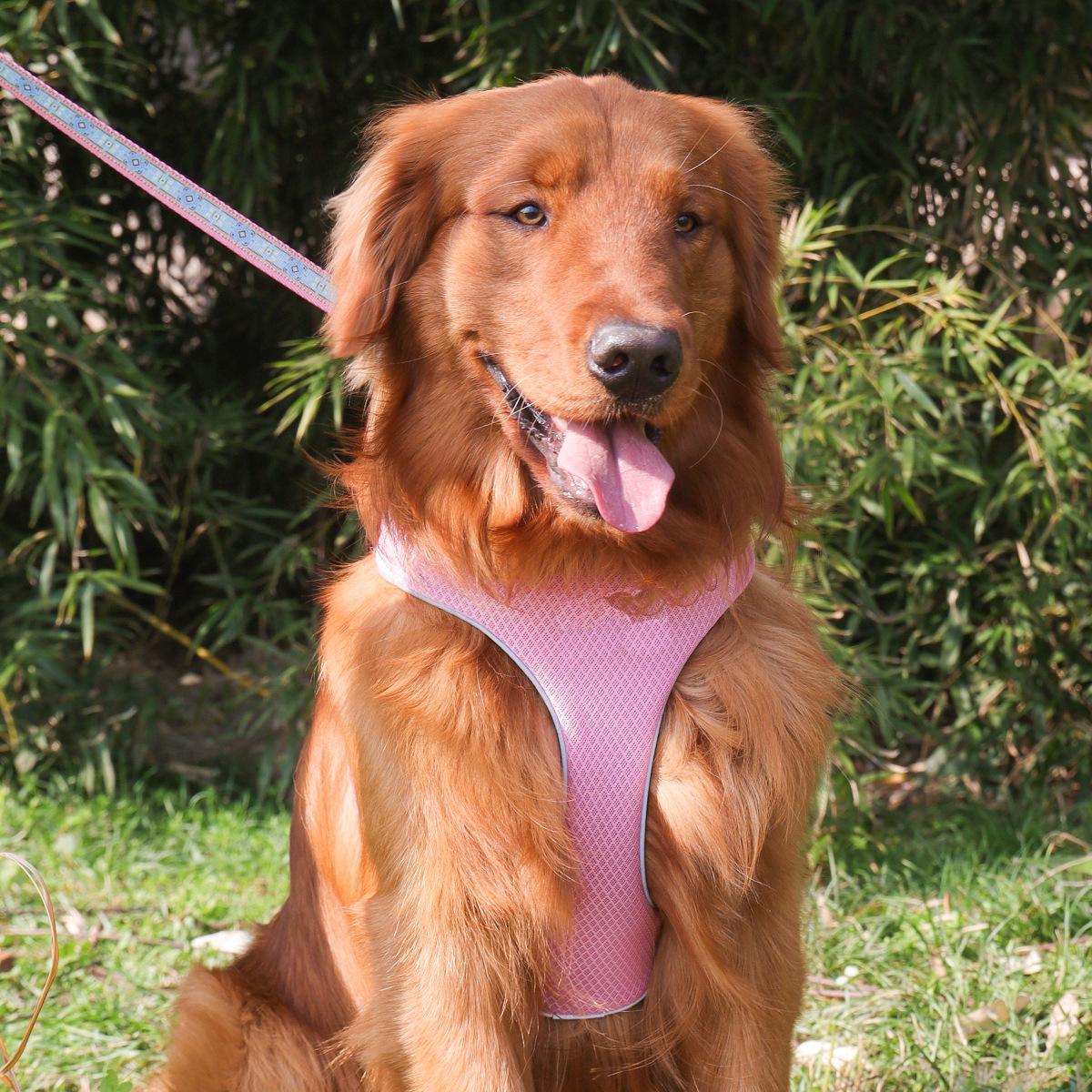 Amazon Pet Printing Chest and Back Dog Breathable Chest Strap Outing Dog Hand Holding Rope Anti-Lost Dog Leash Application Scenario