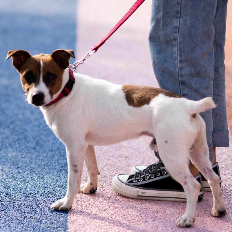 meianju dog traction dog collar small, medium and large dogs walking dog chest back neoprene plus nylon pet supplies Specification drawing