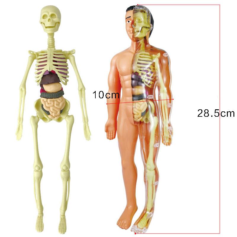 human body structure model toy children's stem cognitive science and education educational organ assembly bone skeleton construction manufacturer Application Scenario