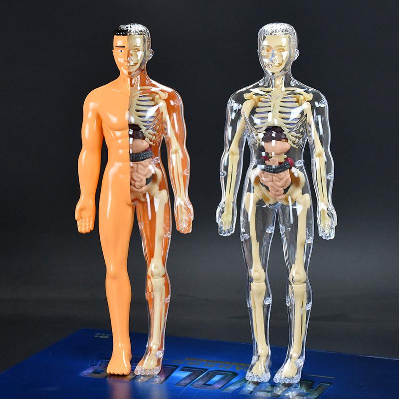 human body structure model toy children's stem cognitive science and education educational organ assembly bone skeleton construction manufacturer details Picture