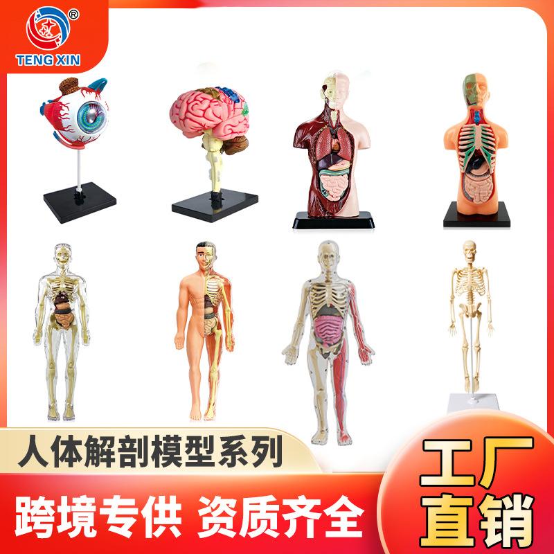 human body structure model toy children's stem cognitive science and education educational organ assembly bone skeleton construction manufacturer full figure