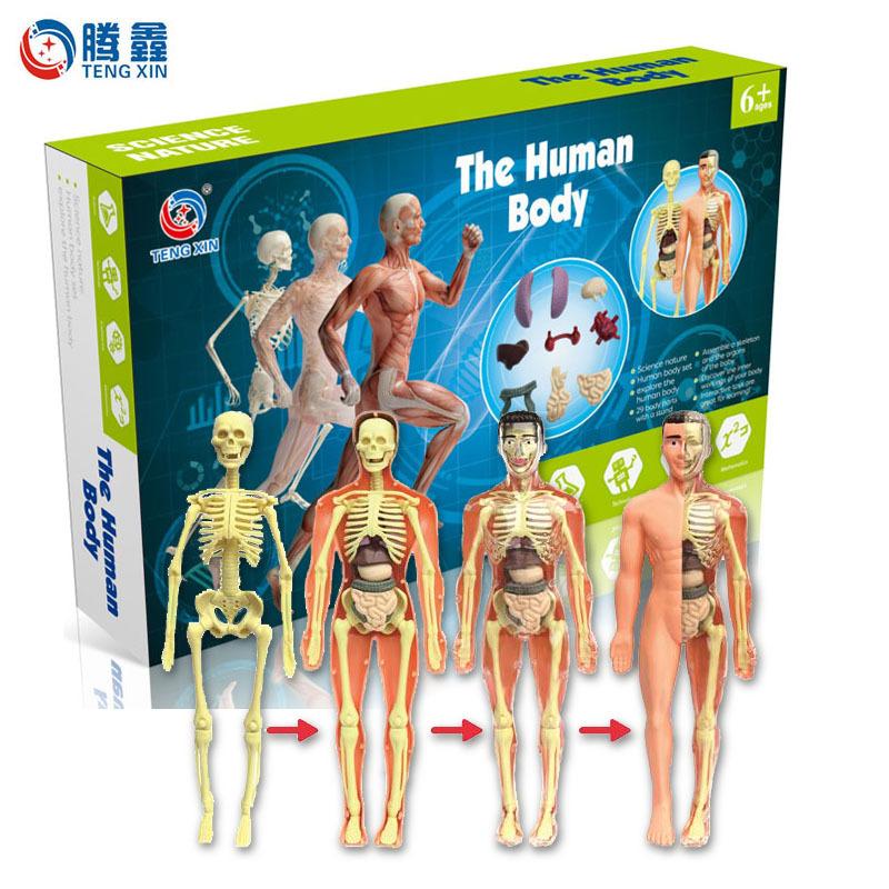 human body structure model toy children's stem cognitive science and education educational organ assembly bone skeleton construction manufacturer Item Picture