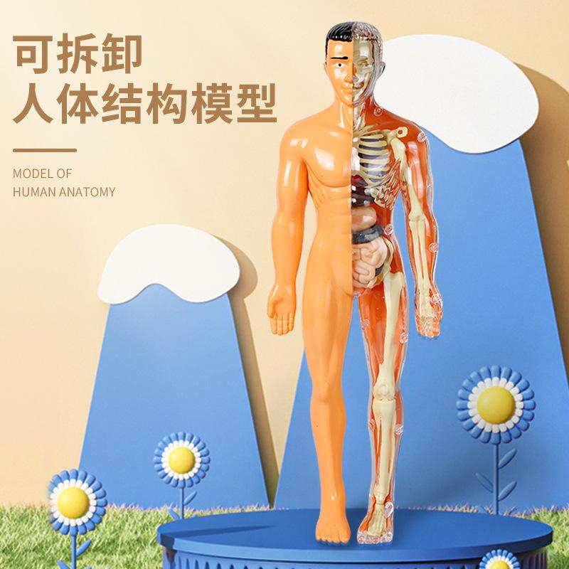 human body structure model toy children's stem cognitive science and education educational organ assembly bone skeleton construction manufacturer Specification drawing