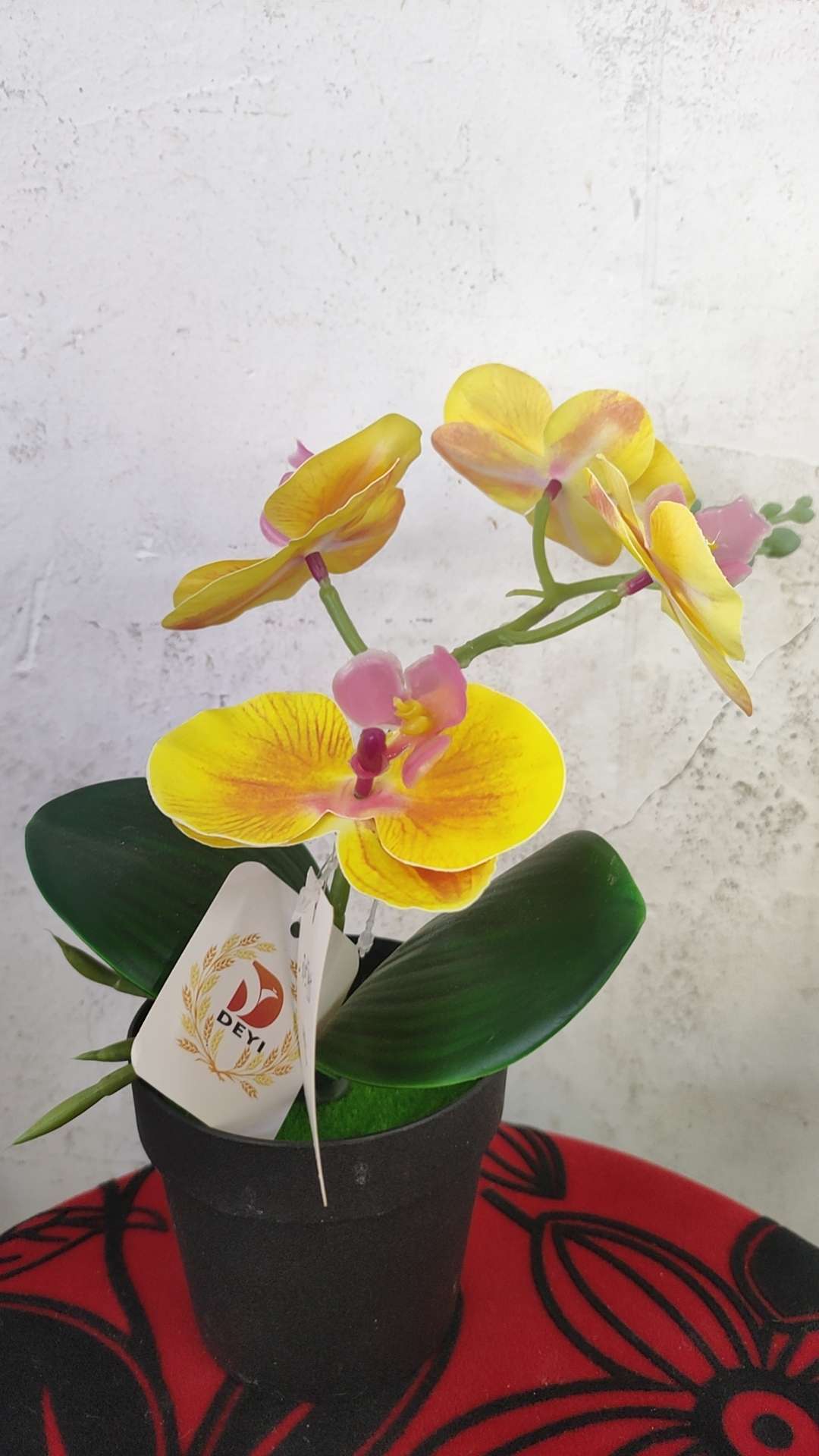 4朵小蝴蝶兰盆景‘