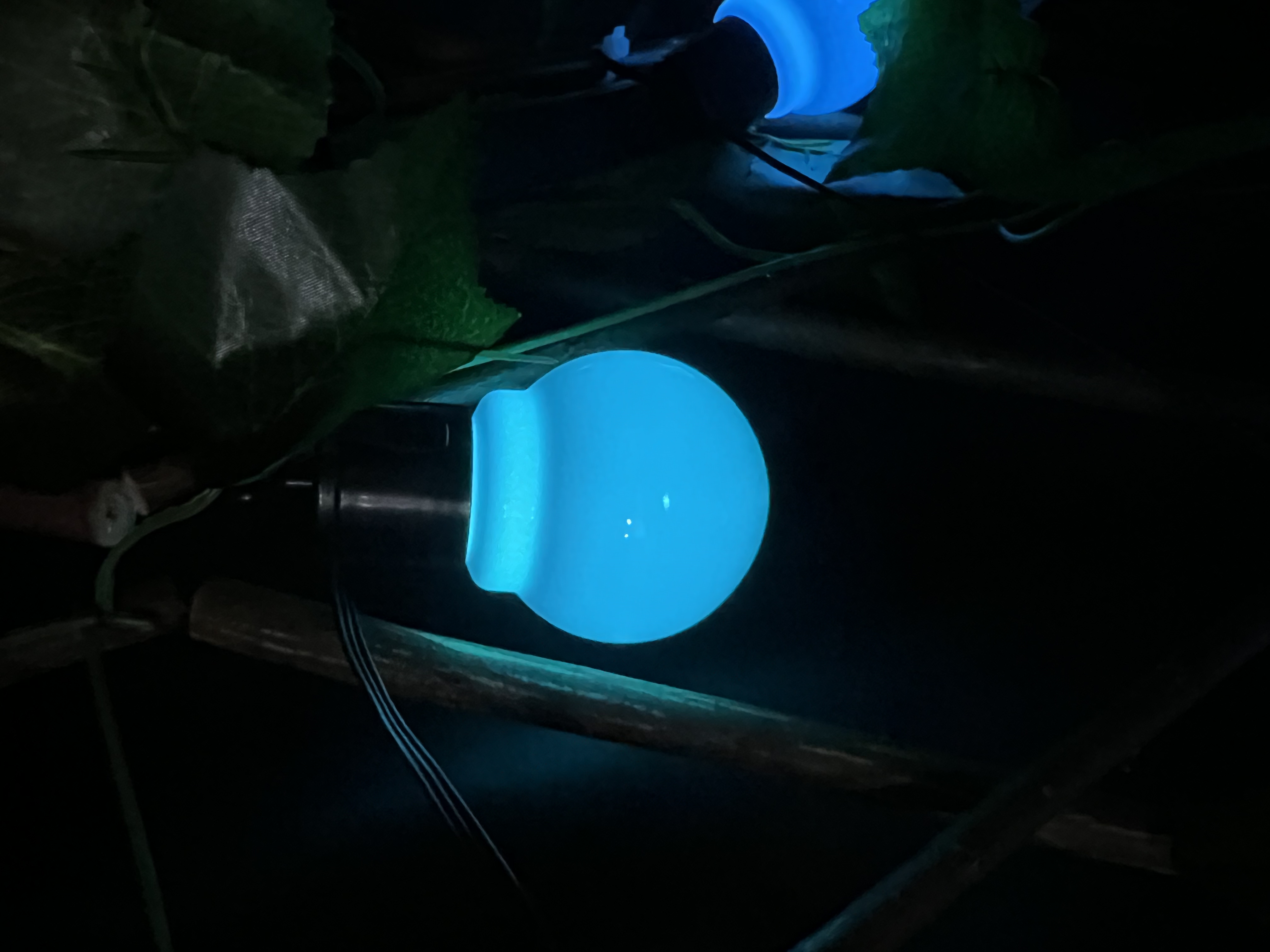 室外LED灯串实物图