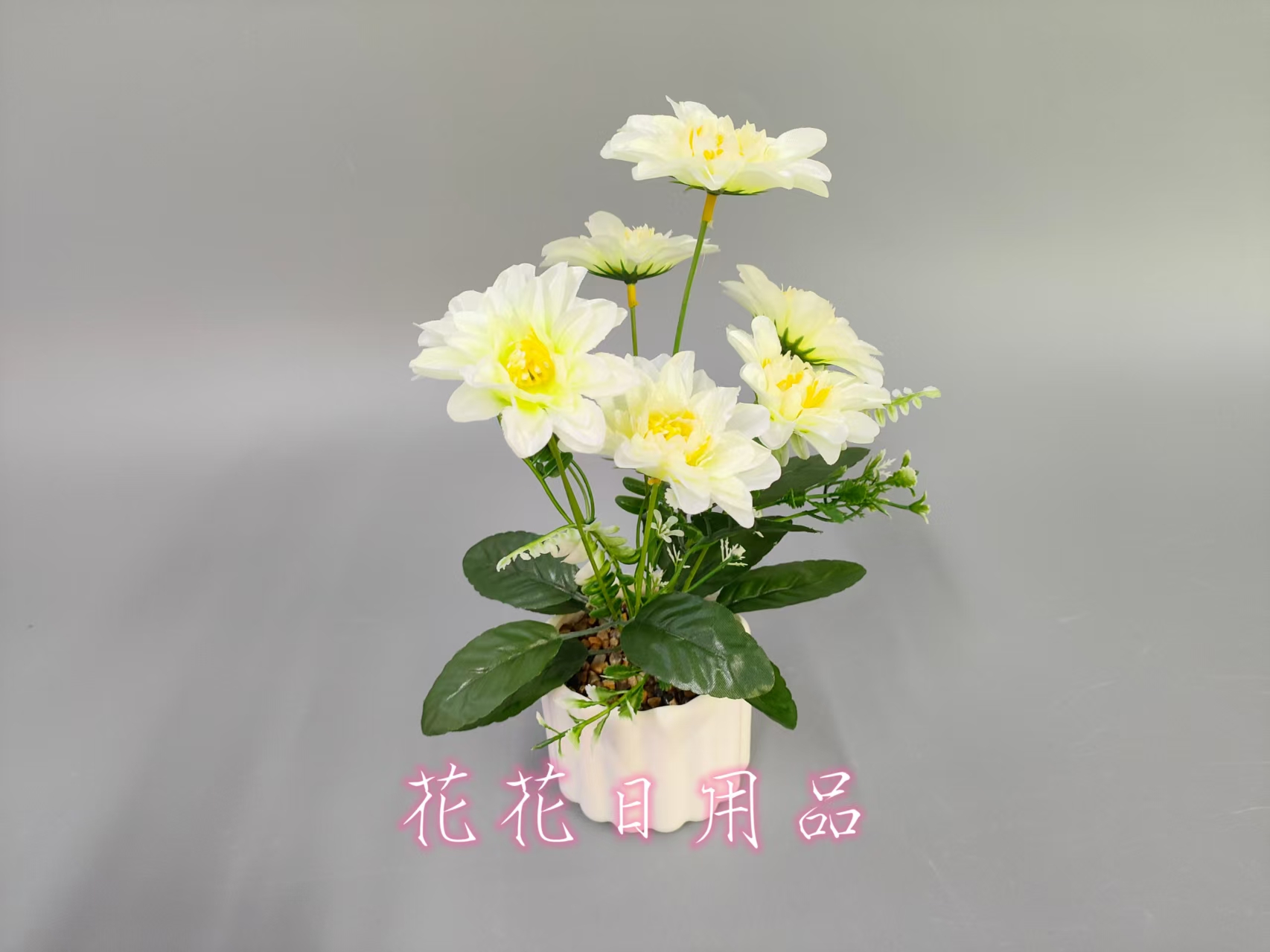 种植小盆栽/种子/盆栽/手工针织花/种植白底实物图