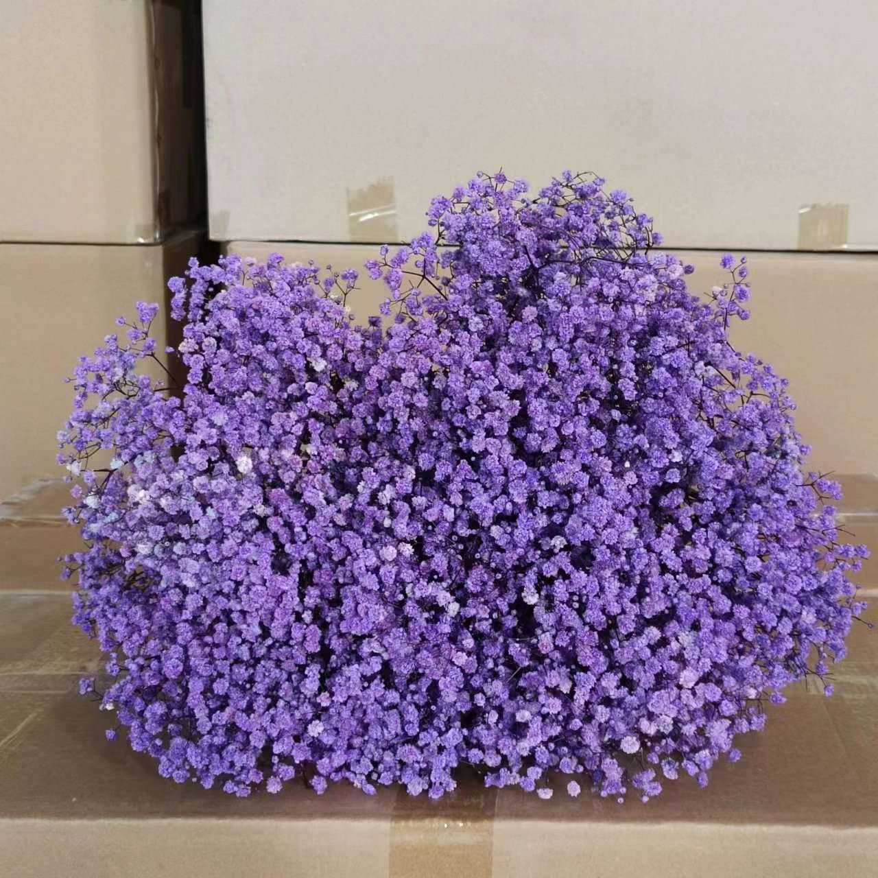 干花实物图