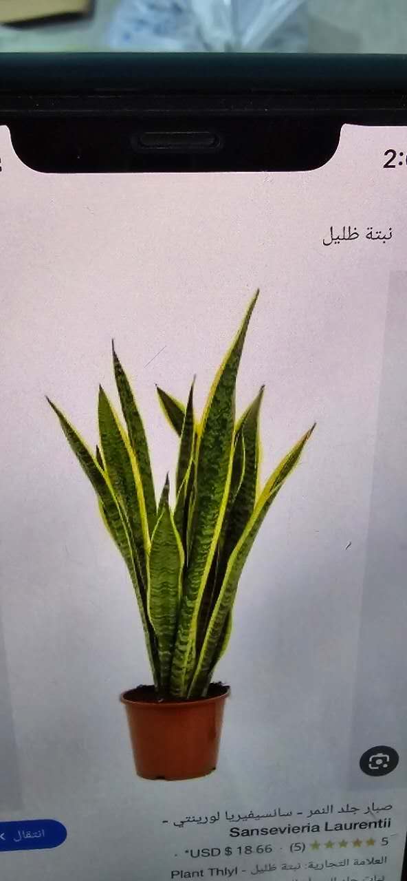 玉兰花仿真仿真花春色牡丹