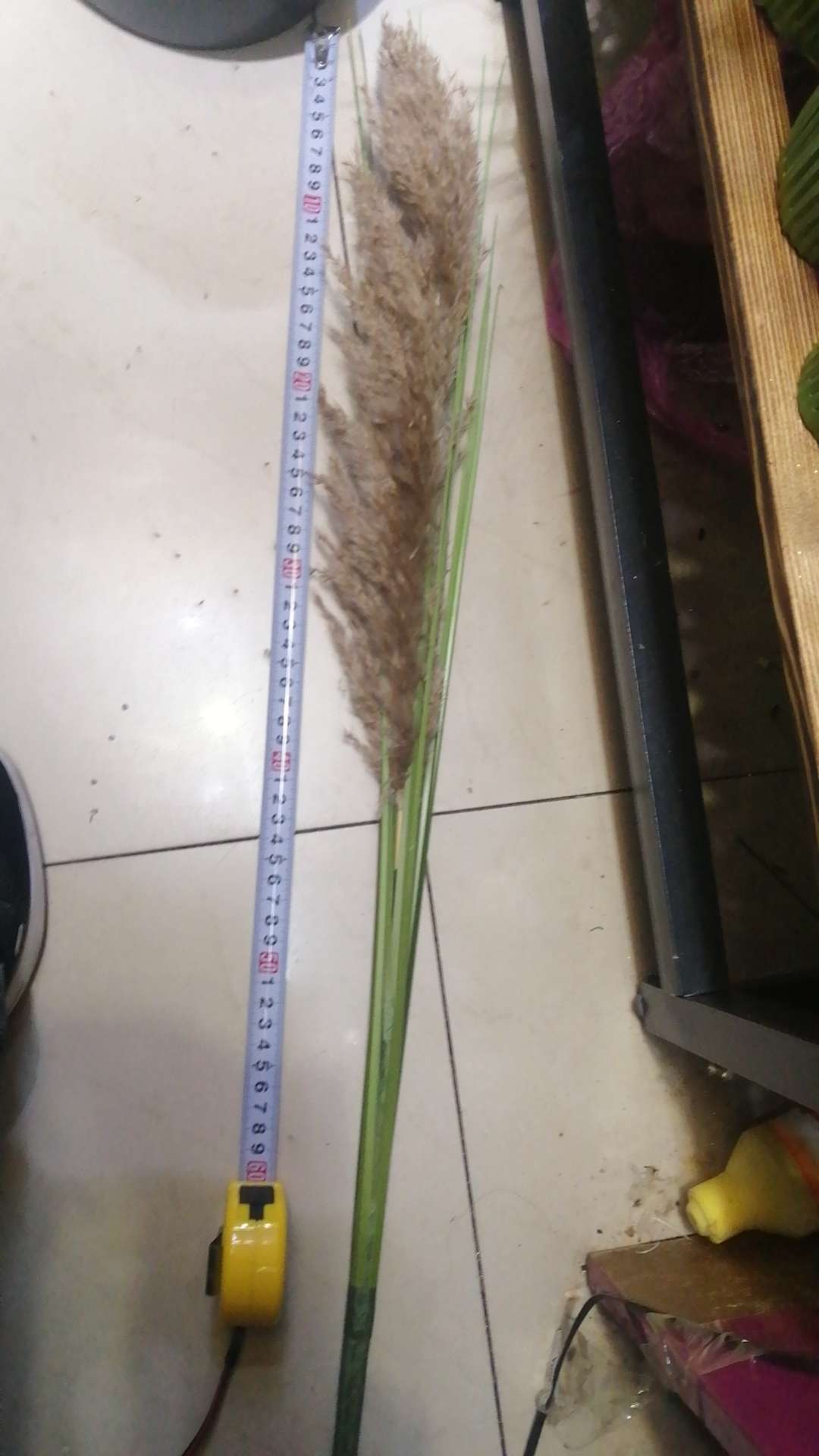 仿真5头芦苇草 干花花束高级感芦苇家居 装饰仿真草狗尾巴草造景 产品图