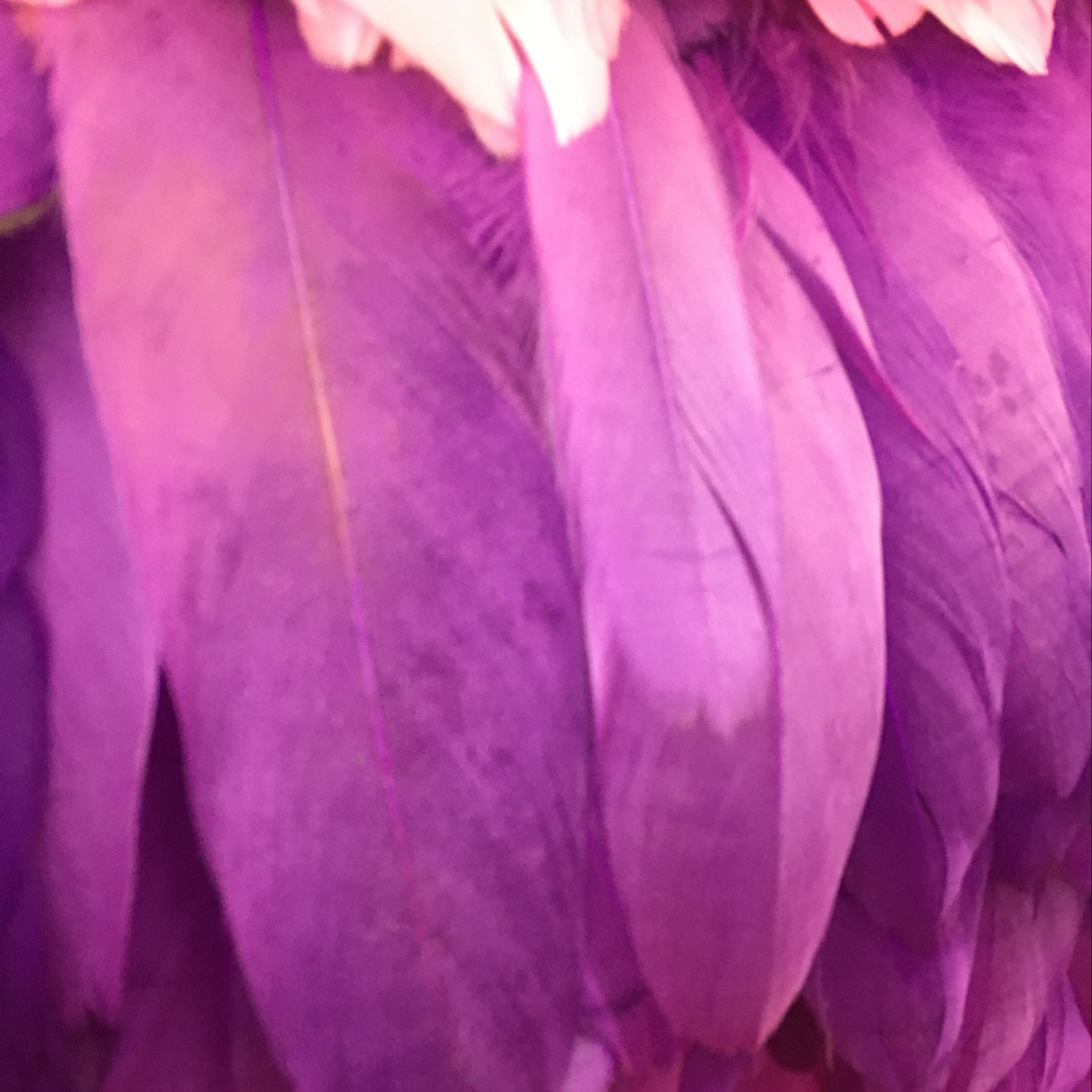 原飘 厂家直销辅料羽毛 厂家羽毛