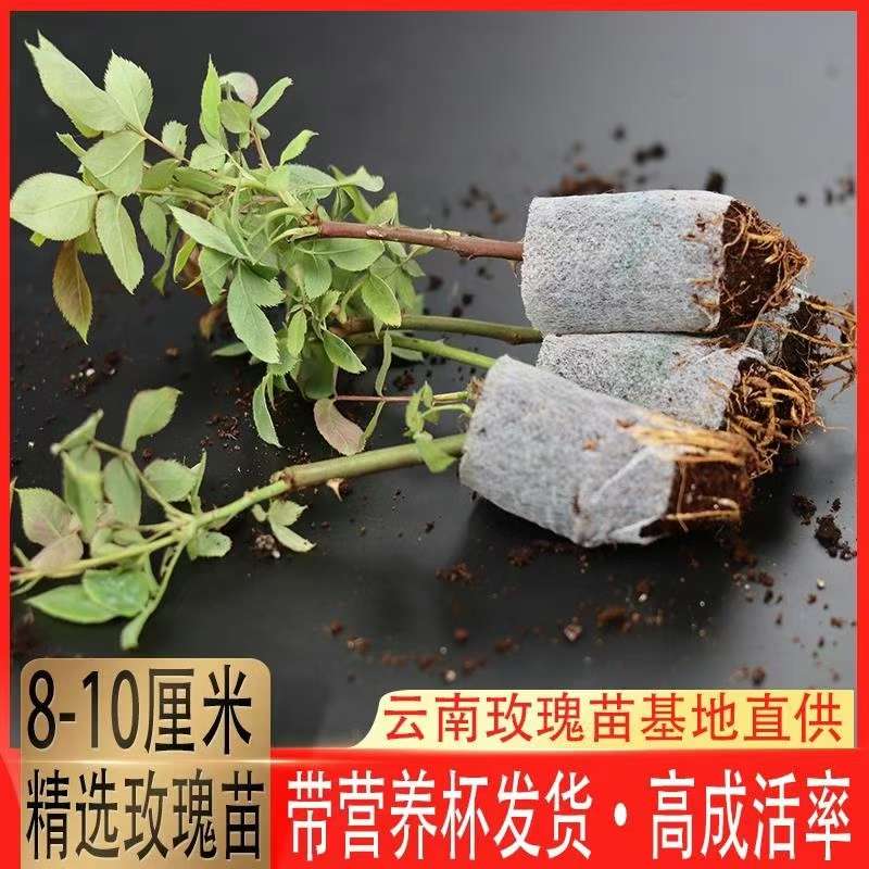 五彩玫瑰，春季应季地摊小投资产品，好市场零售：3元1棵，5元2棵模式，想跑量就干，2元1棵，5元3棵模式。
500元一件产品图