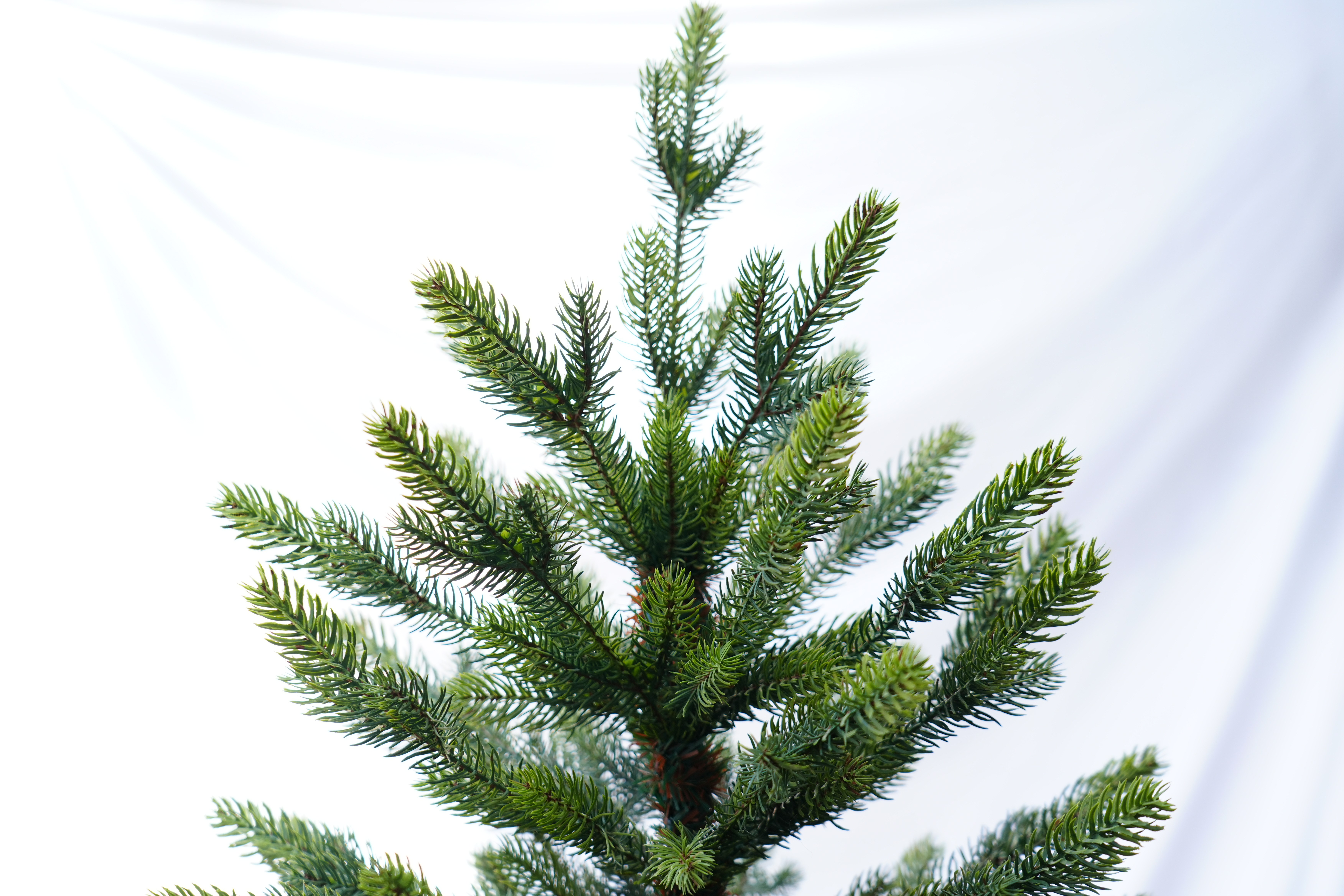 圣诞树/圣诞树松针/圣诞工艺品/圣诞球植绒挂件/圣诞丽丽细节图