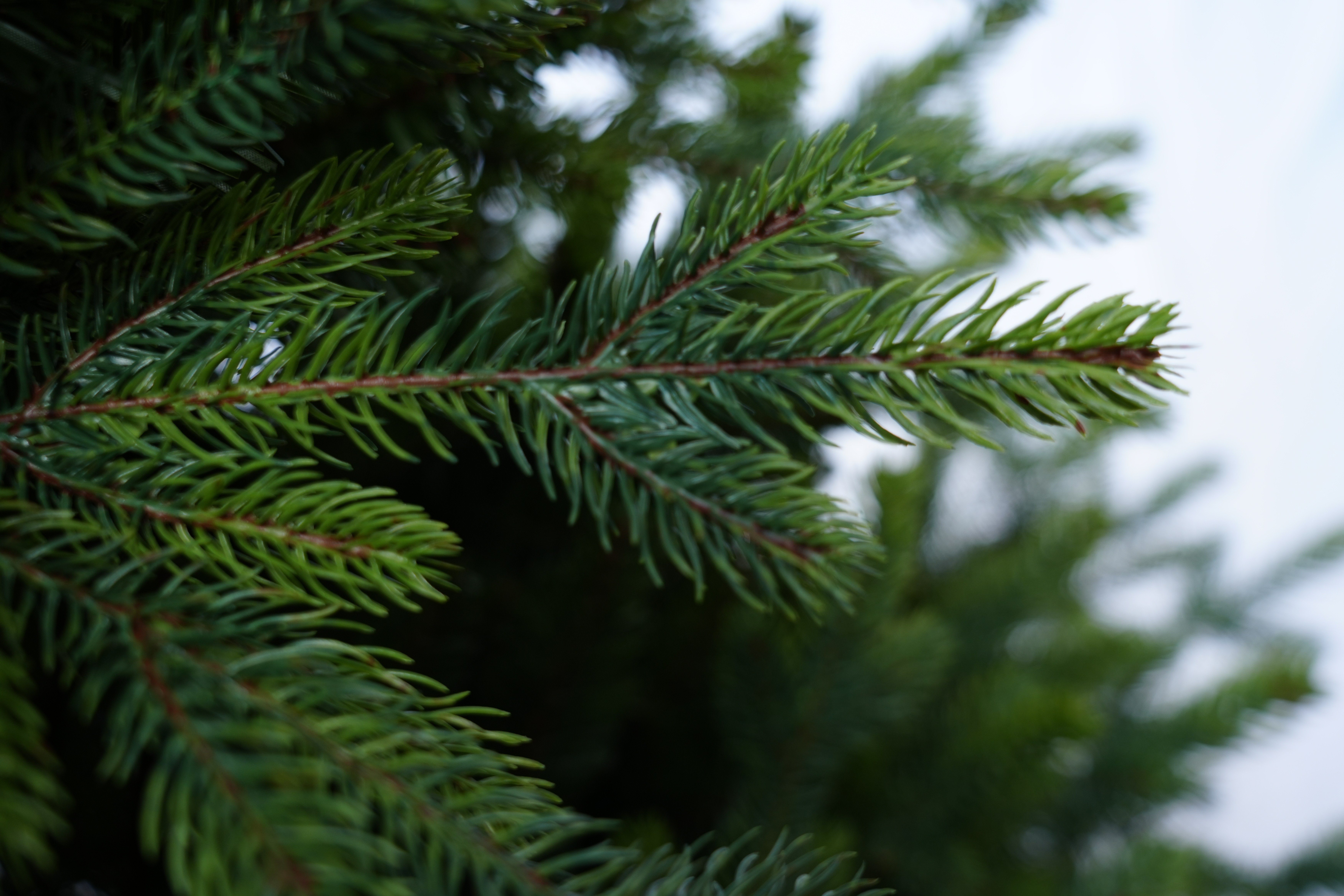 圣诞树/圣诞树松针/圣诞工艺品/圣诞球植绒挂件/圣诞丽丽产品图