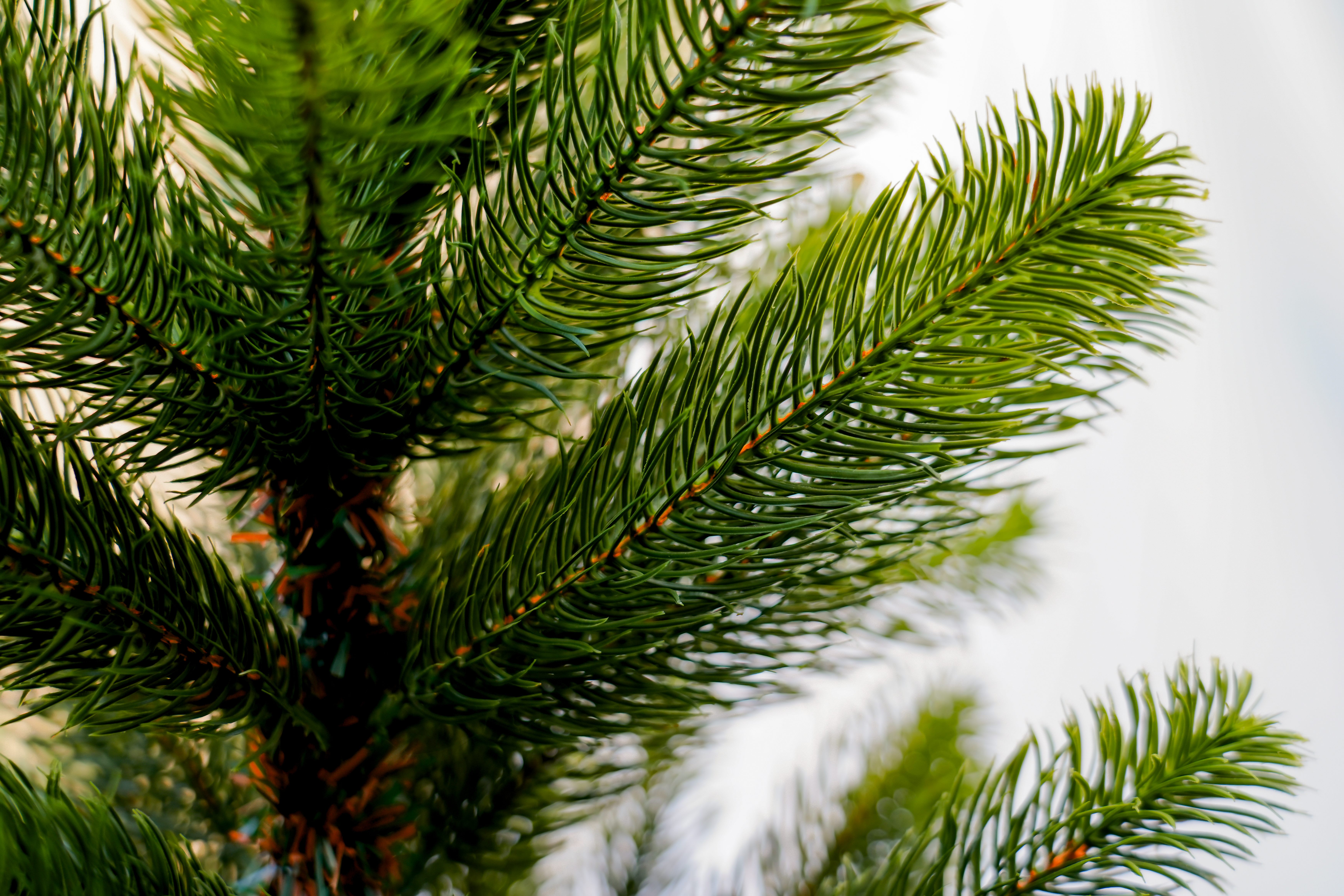 圣诞树/圣诞树松针/圣诞工艺品/圣诞球植绒挂件/圣诞丽丽细节图