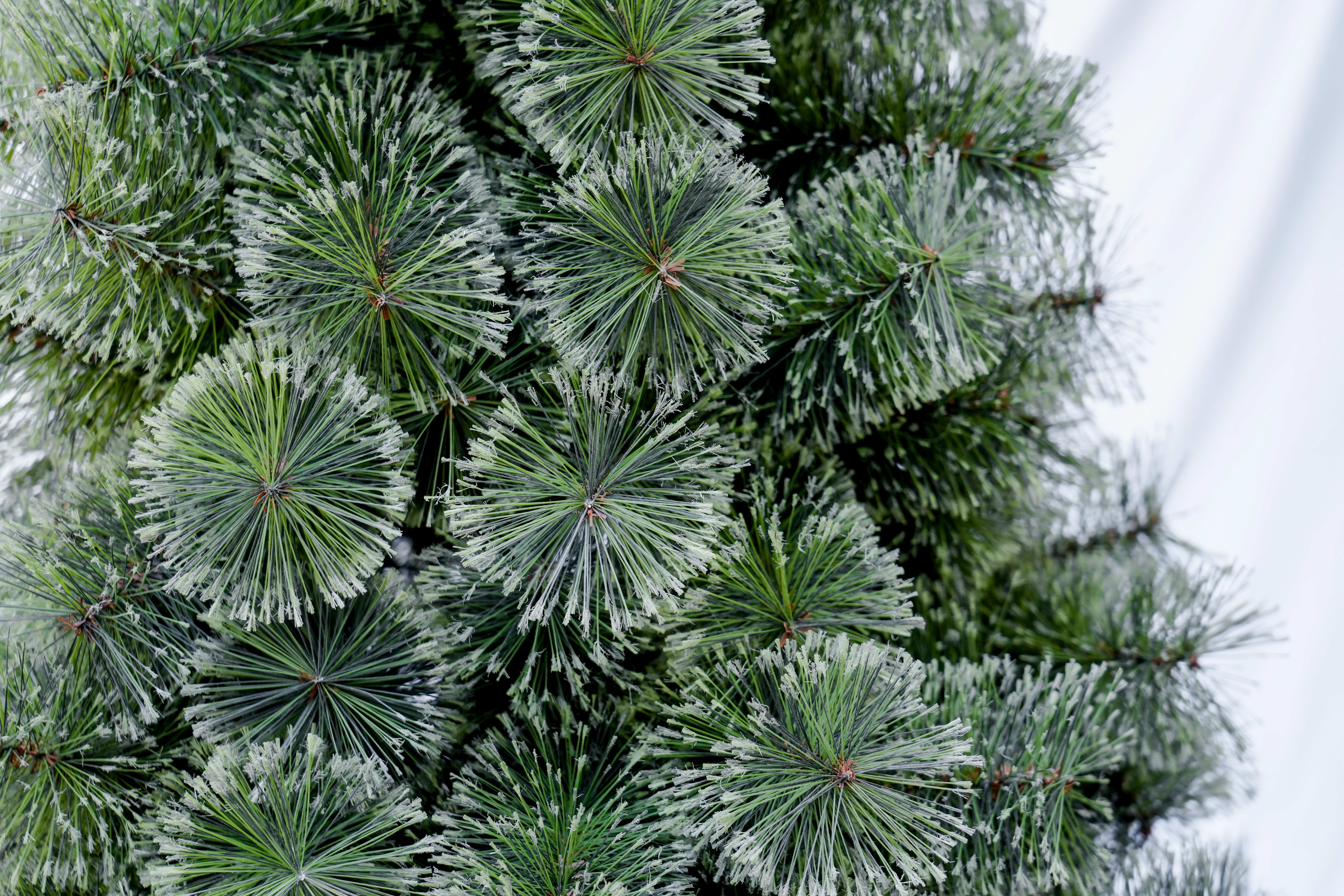 2025 New cross-border bestseller PET flowering pine needle Christmas Tree Christmas decoration Source factory direct sales details Picture