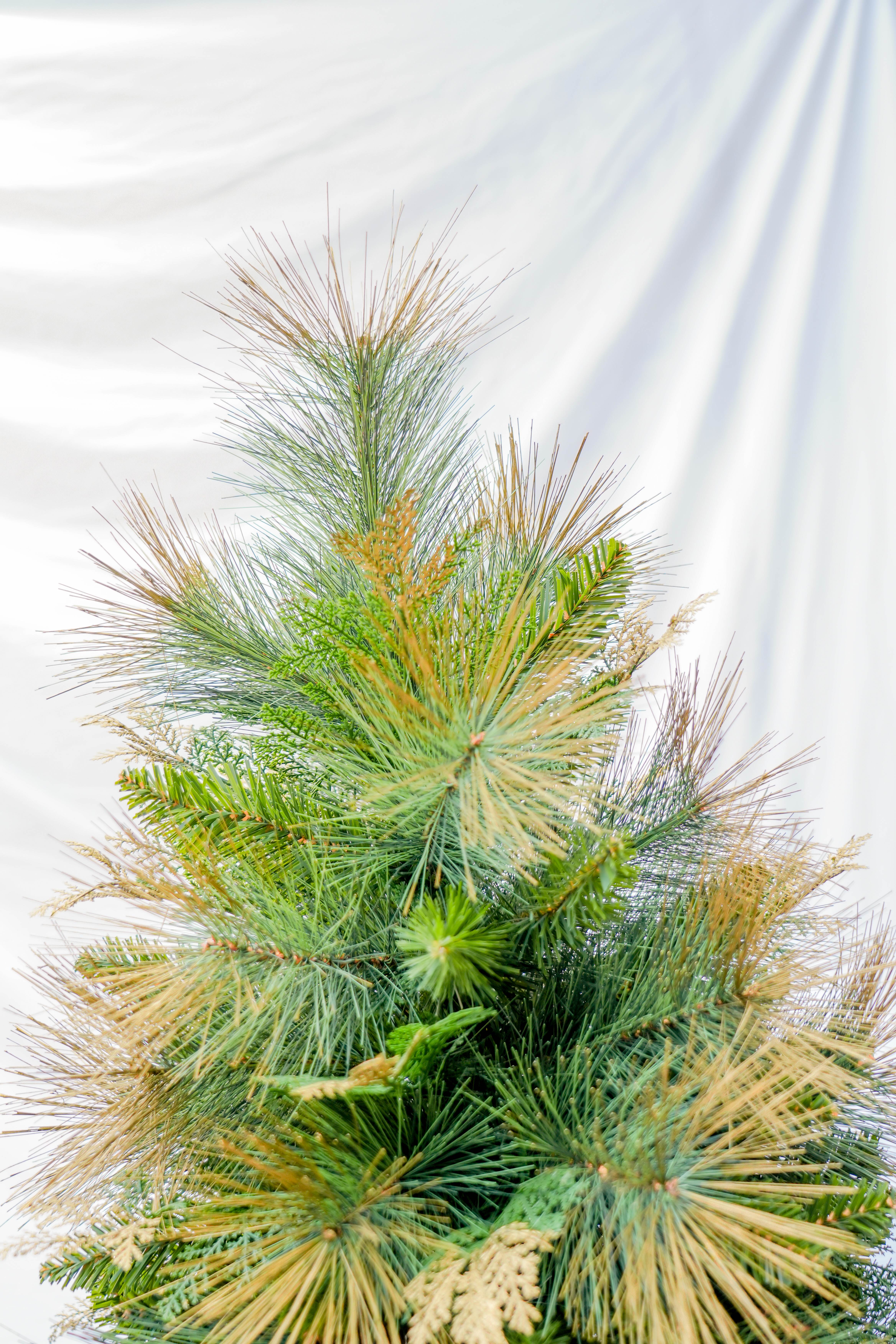 The 2025 new model of golden PET pine needle mixed PE/PVC simulation automatic Christmas tree is a cross-border bestseller with direct supply from the manufacturer details Picture
