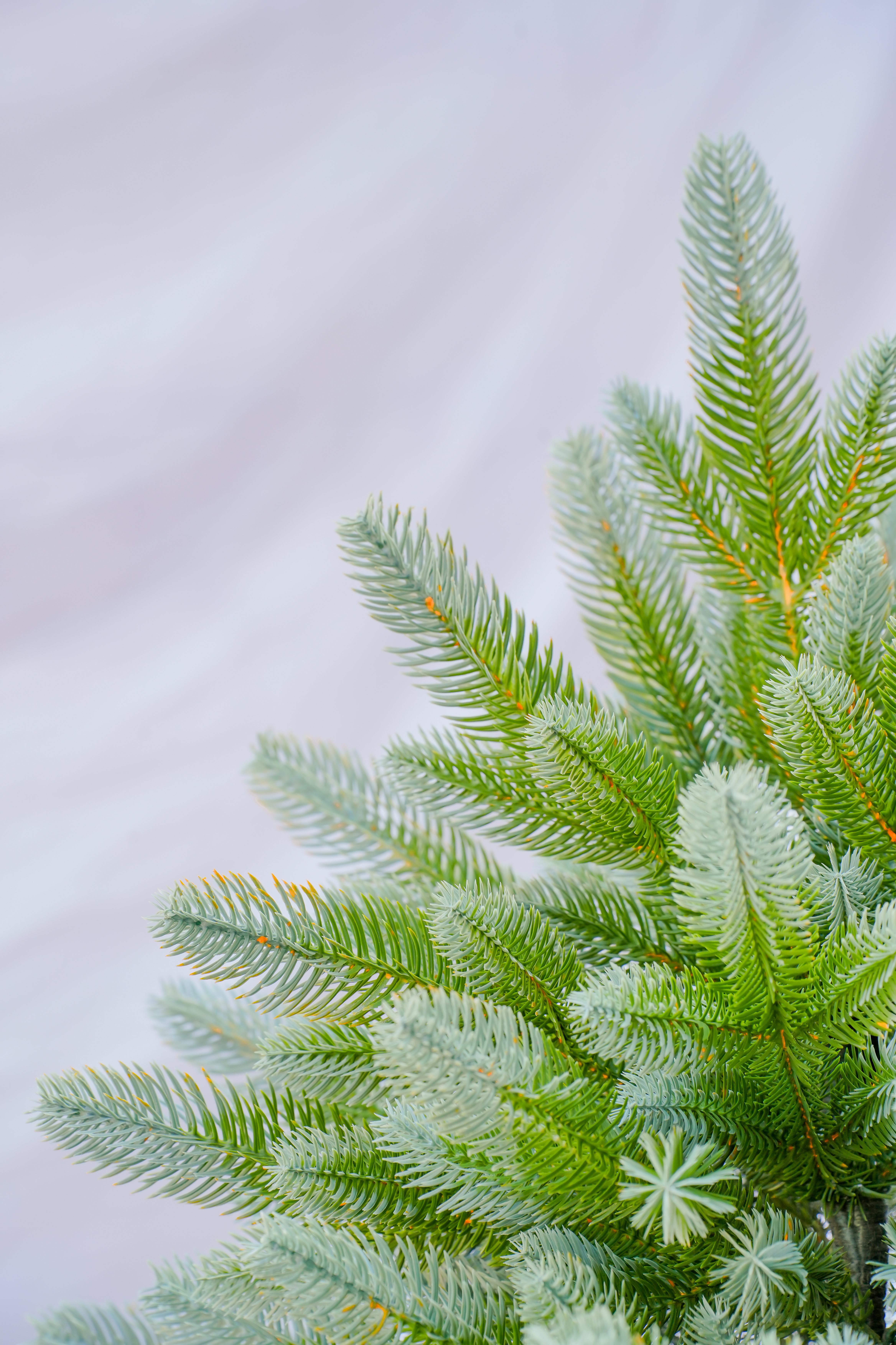 Cross-border PVC PE encrypted simulation Christmas tree ornaments, holiday hotel decoration fake trees, green Christmas decoration props Specification image