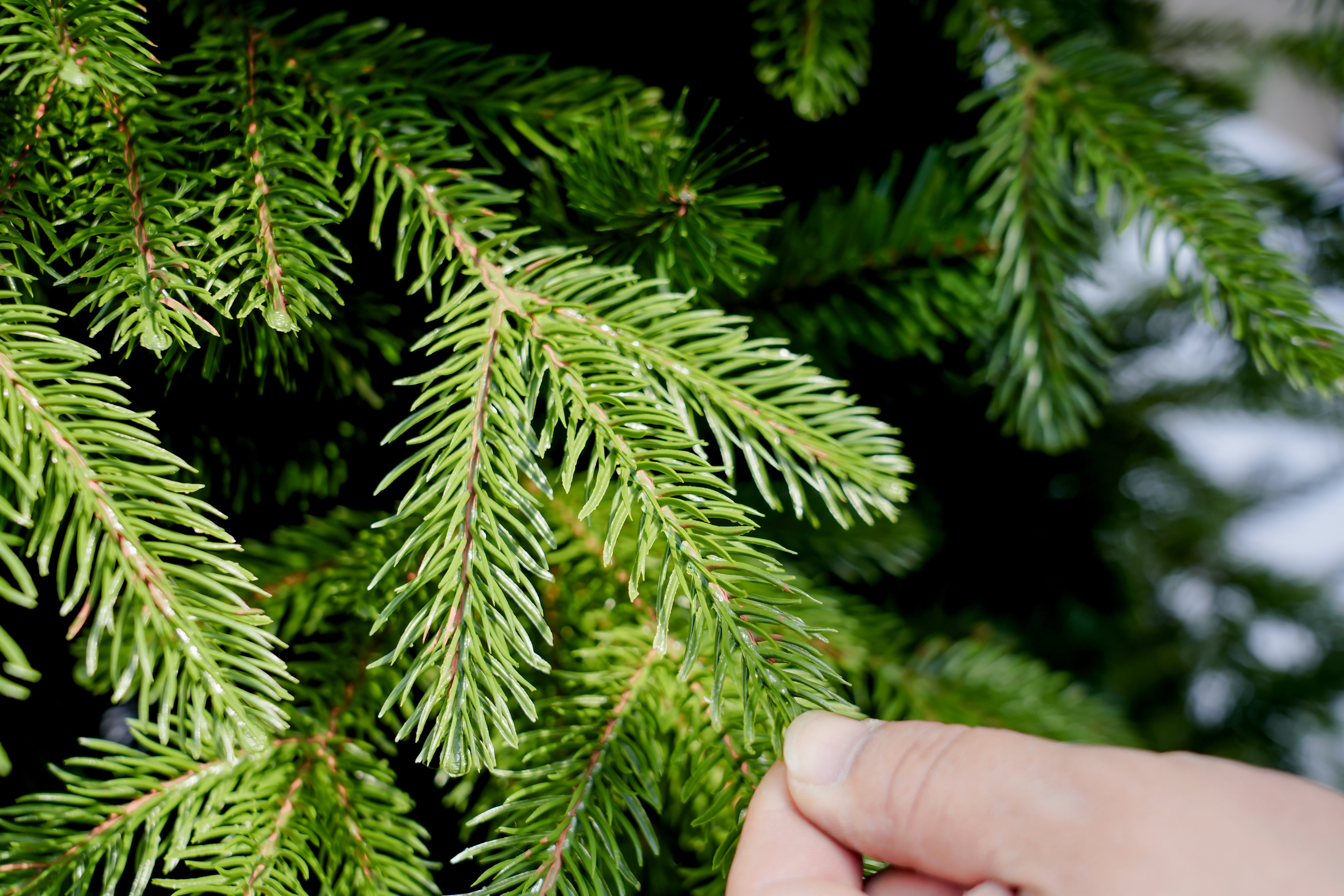 The 2025 new PE large encrypted 1.5-meter scene decoration Christmas green large 1.8-meter Christmas tree details Picture