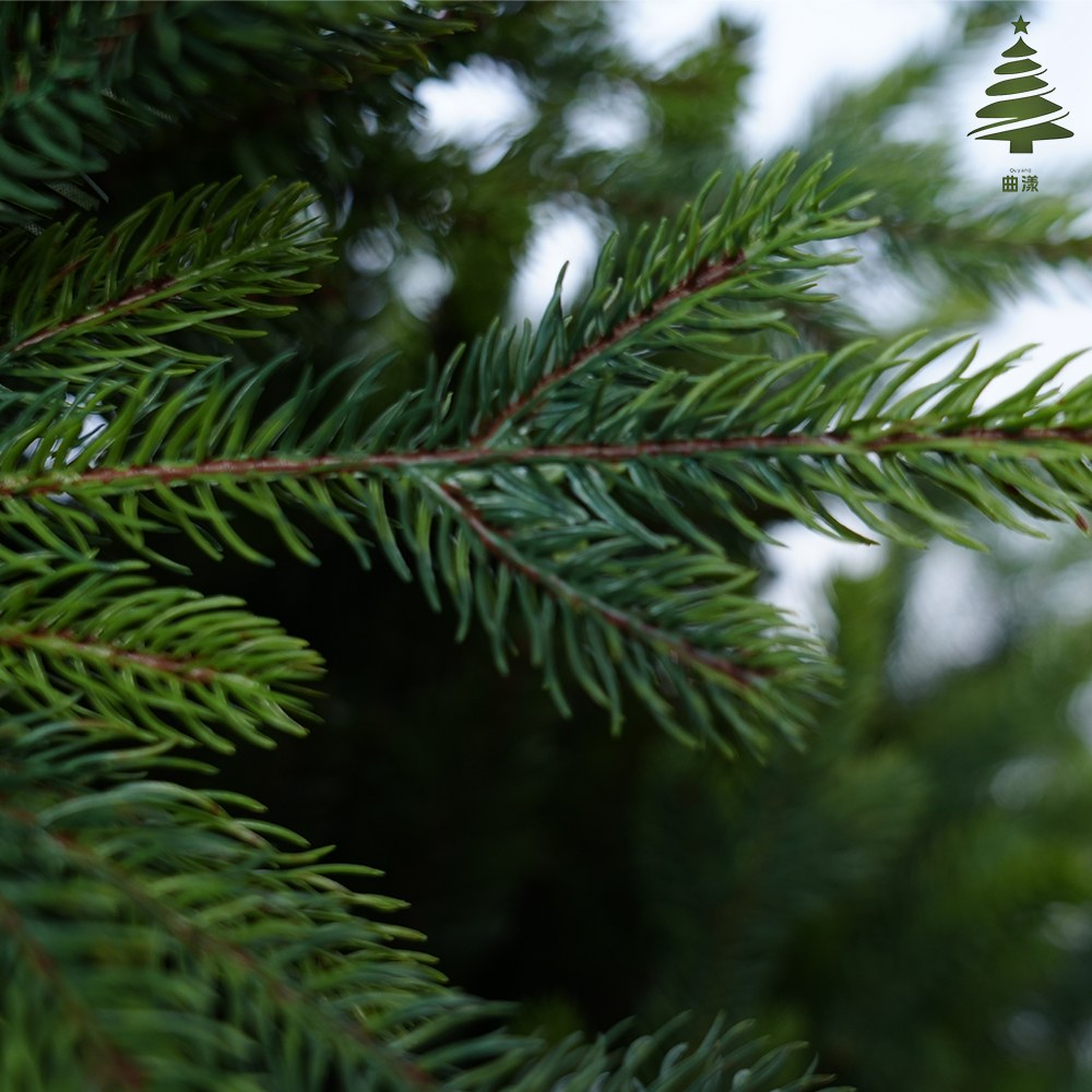 圣诞树/圣诞树松针/圣诞工艺品/圣诞球植绒挂件/圣诞丽丽白底实物图