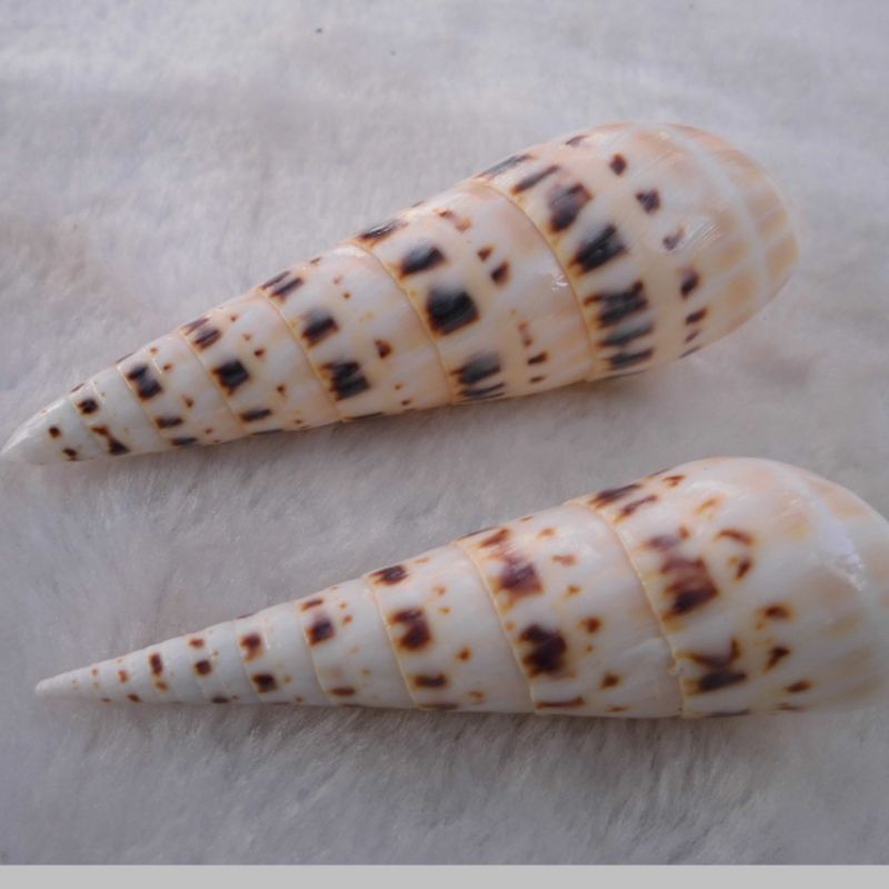 天然贝壳海螺 白色贝壳白椰贝鱼缸水族装饰毛贝贴墙DIY