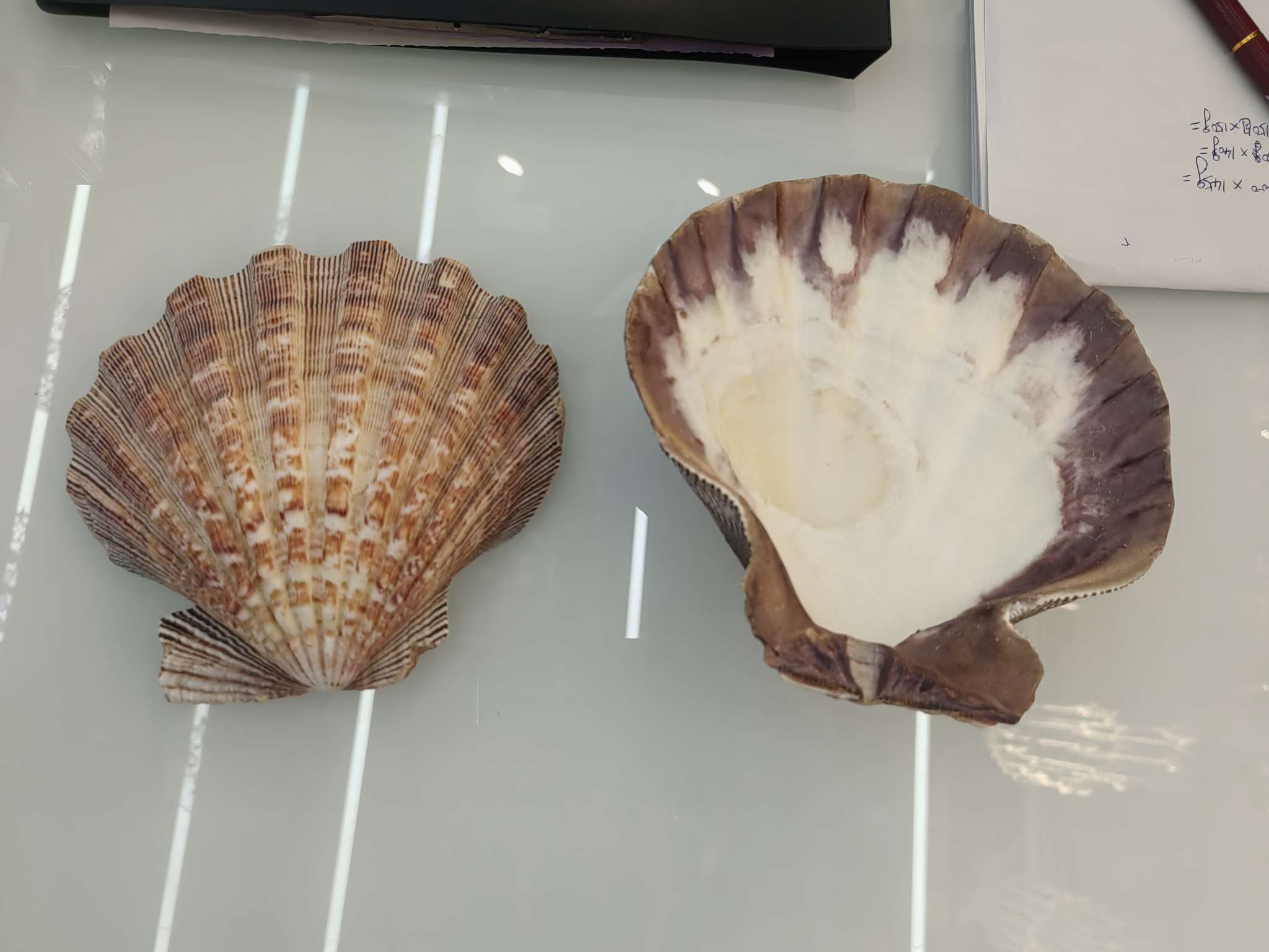 狮爪贝工艺摆件