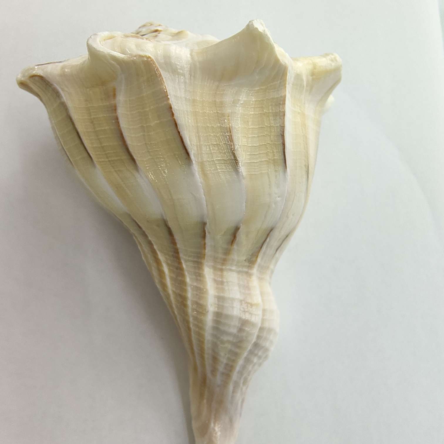 贝壳制品海螺挂坠相框工艺品海星穿孔装饰详情图5