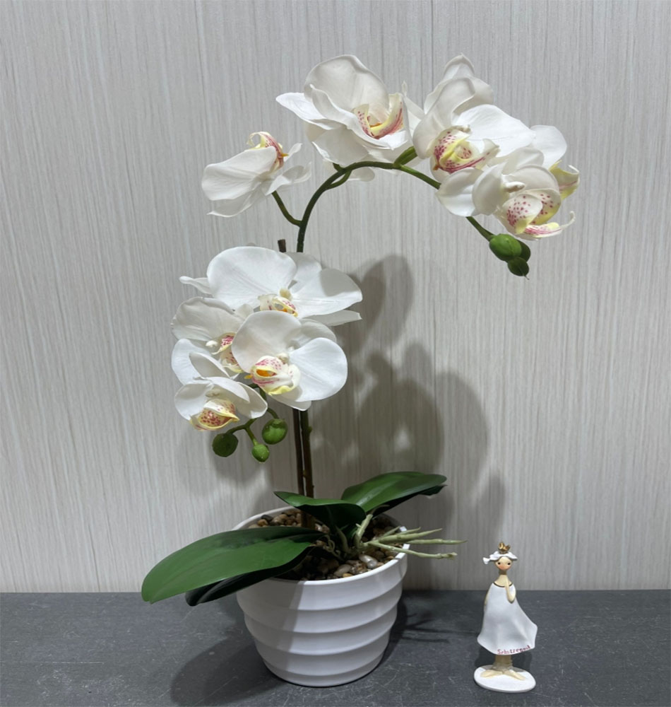 花卉种子植物盲盒 盆栽树脂防盆栽花卉绿植家居装饰品盆栽种植蝴蝶兰