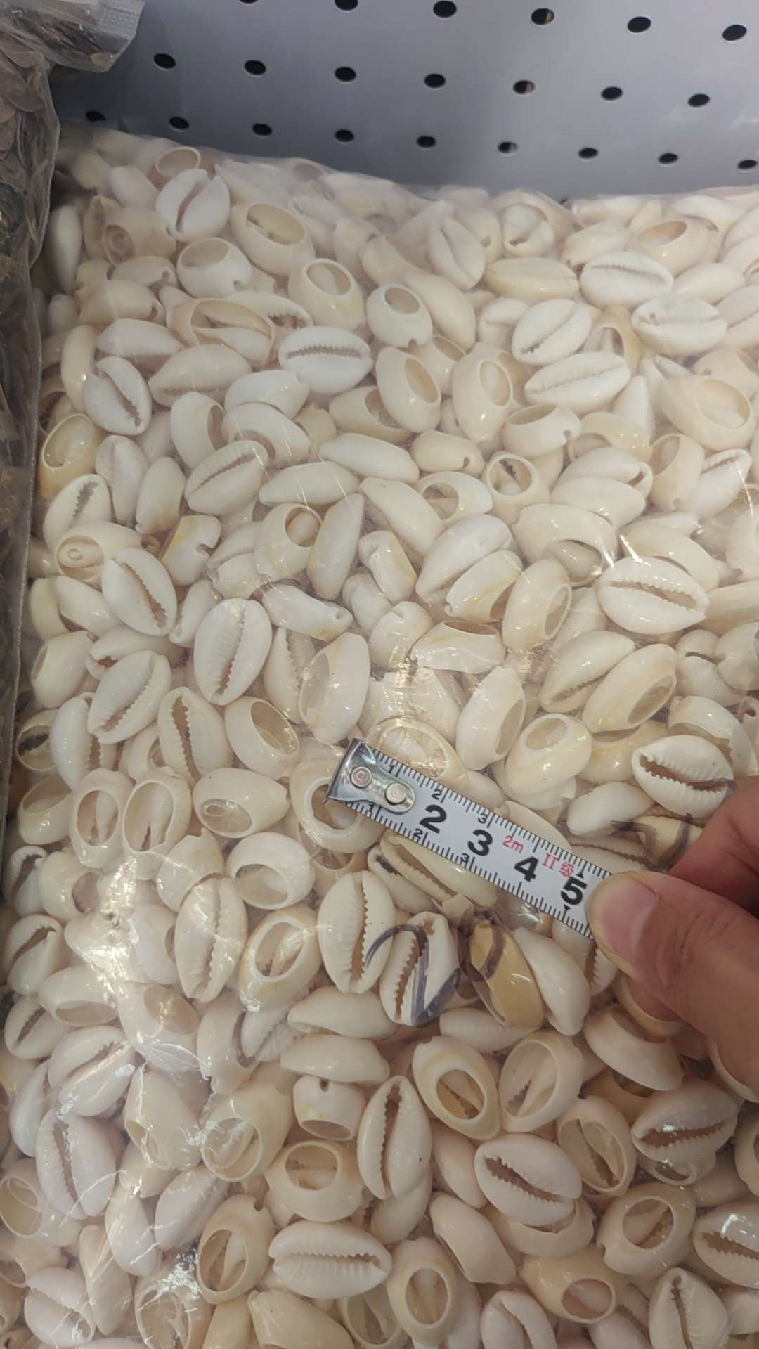 金边贝切片，海螺饰品配件，海洋贝壳