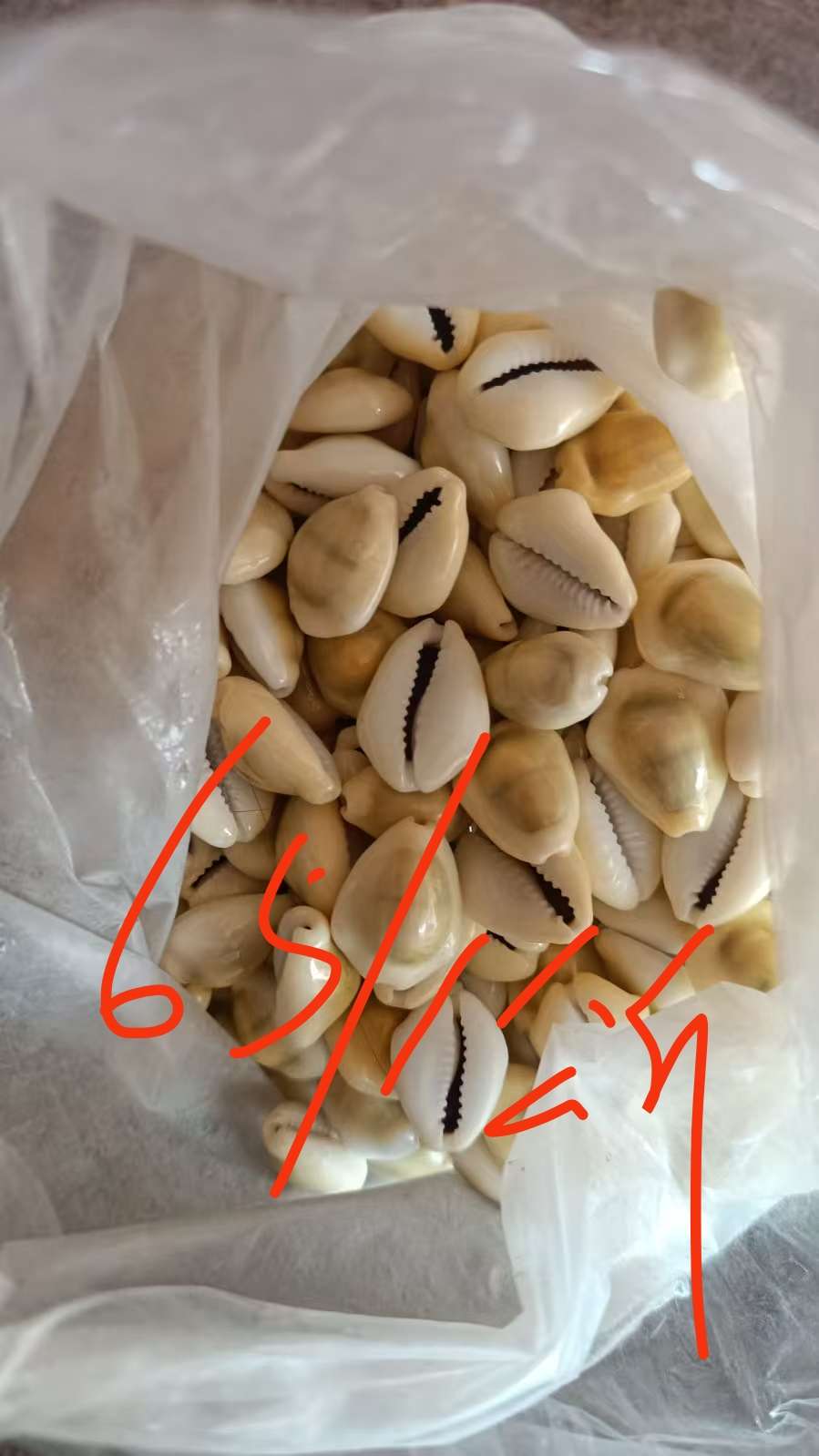 黄金宝贝壳白底实物图