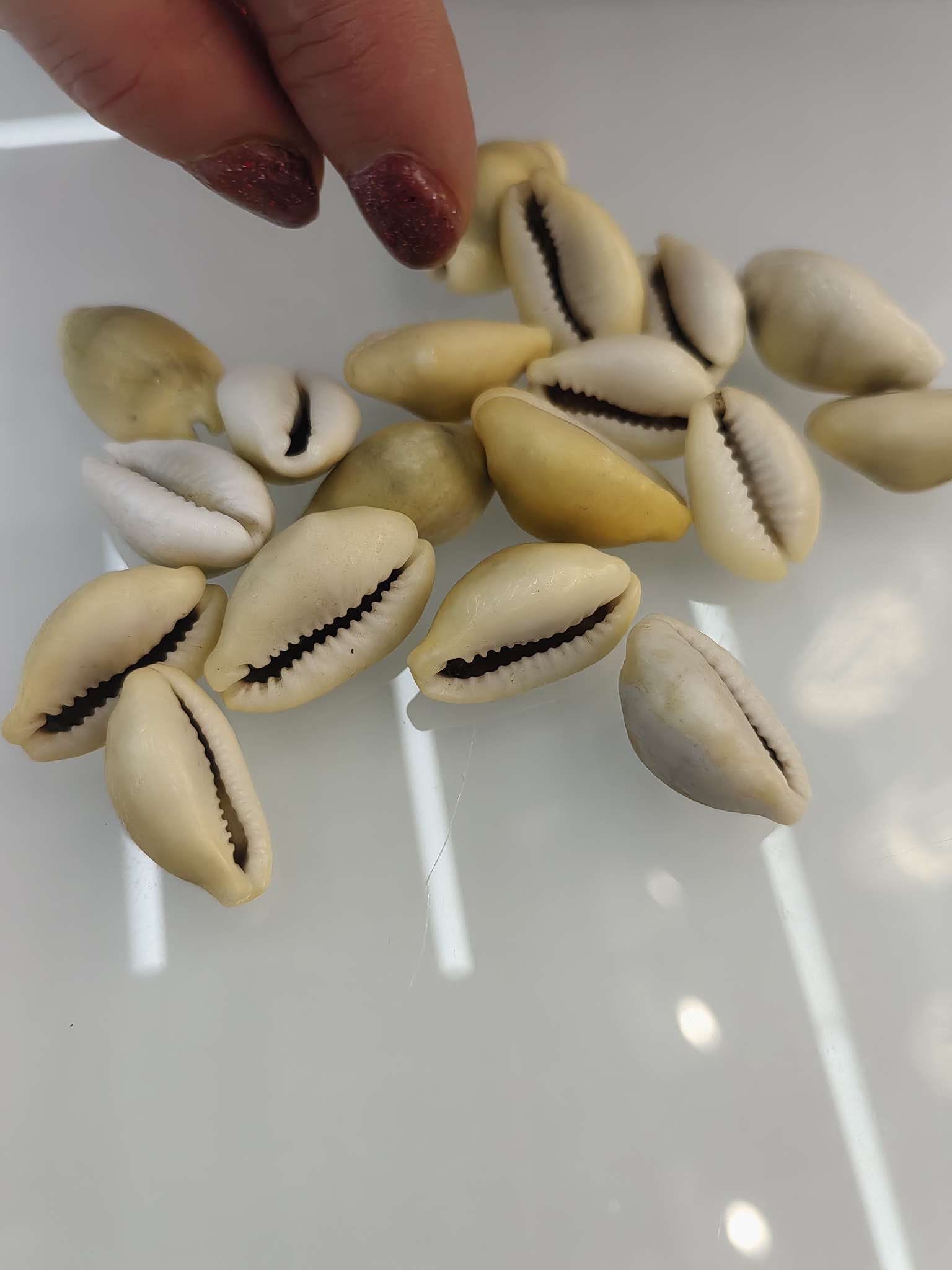 黄金宝贝壳