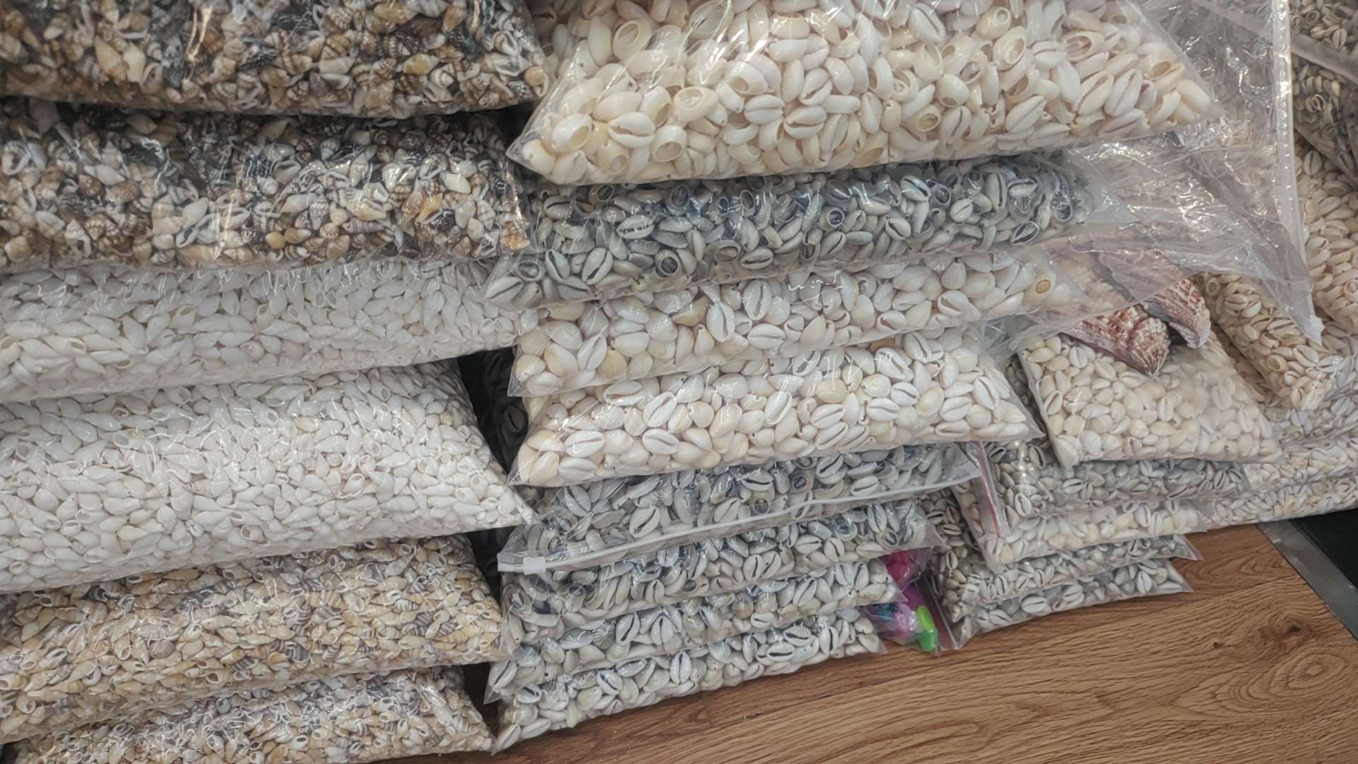 金边贝切片，海螺饰品配件，海洋贝壳产品图