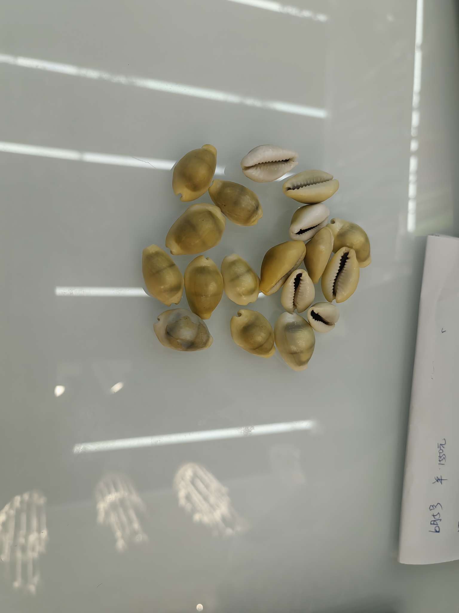 黄金宝贝壳产品图