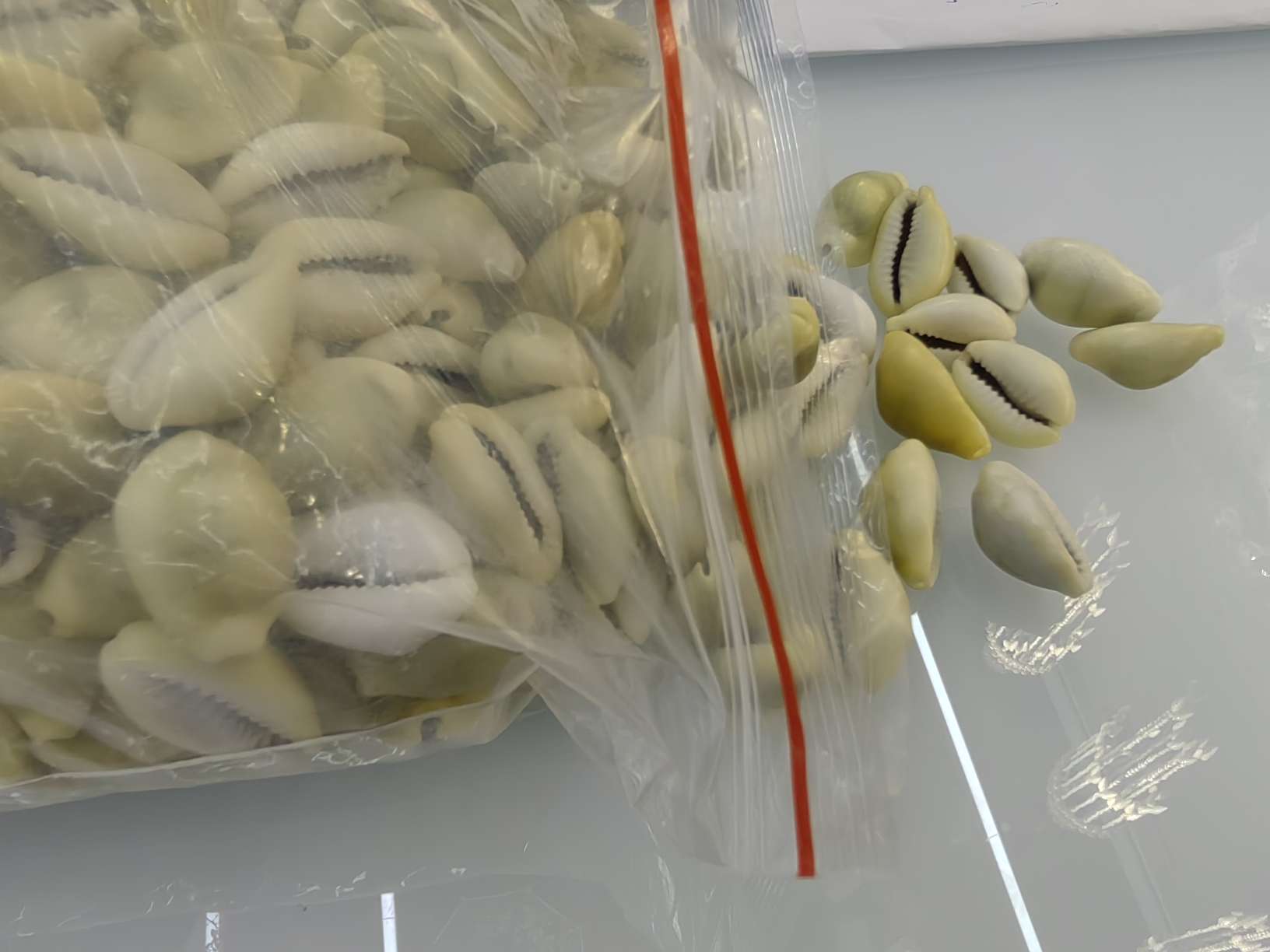 黄金宝贝壳细节图