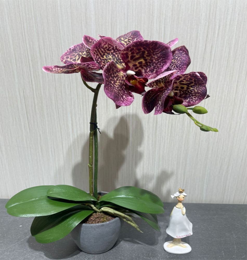 Yuhua stone small potted plants, stone art bonsai, natural stone decorative plants, indoor and outdoor greening ornaments, Phalaenopsis small potted plants details Picture
