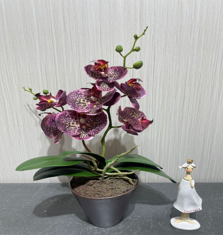 雨花石小盆栽 石头艺术盆景 自然石材装饰植物 室内外绿化装饰品蝴蝶兰盆栽