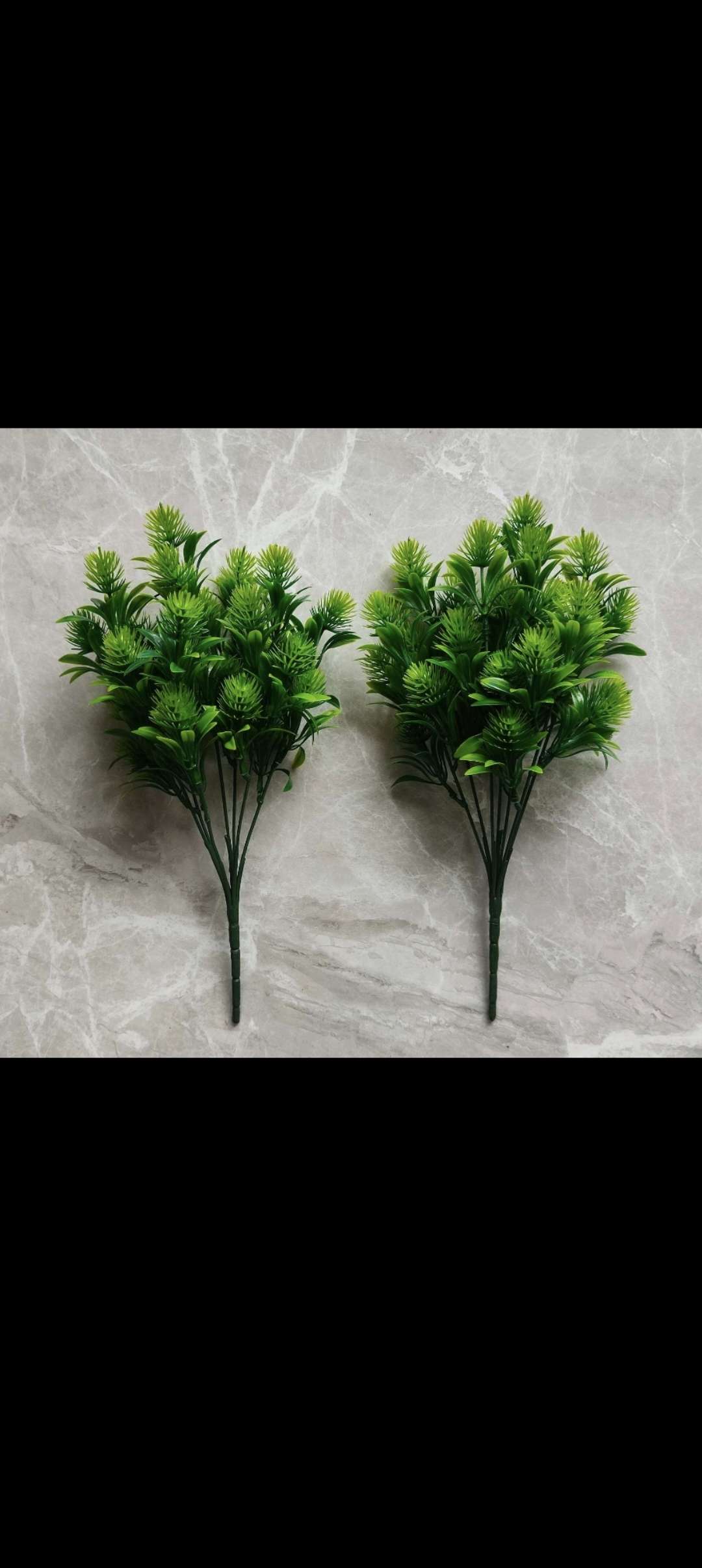 Seven forks of eucalyptus fruit details Picture