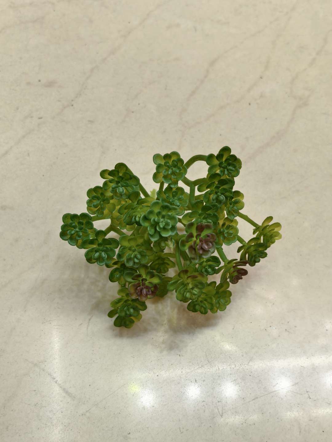 仿真植物实物图