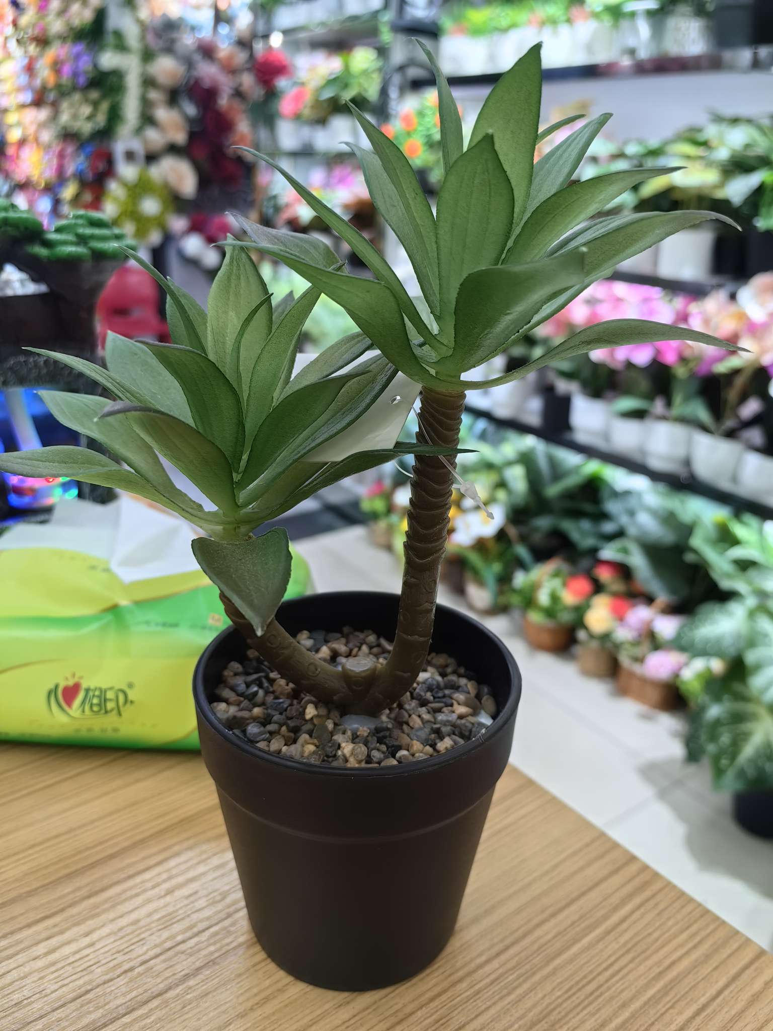 多肉小盆栽绿植盆栽