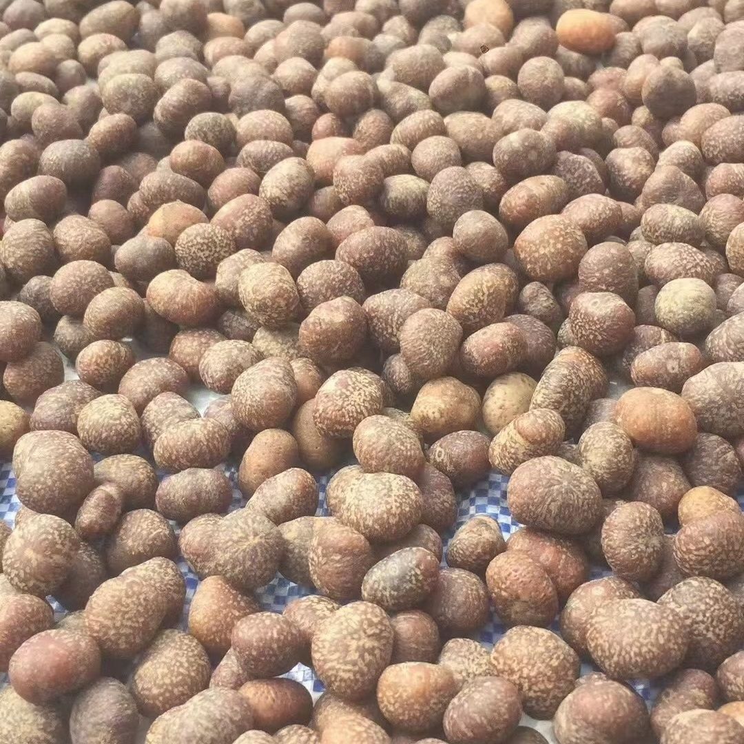 Original seed Bodhi material collectibles Specification image