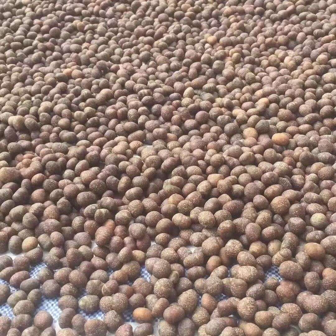 Original seed Bodhi material collectibles Item Picture