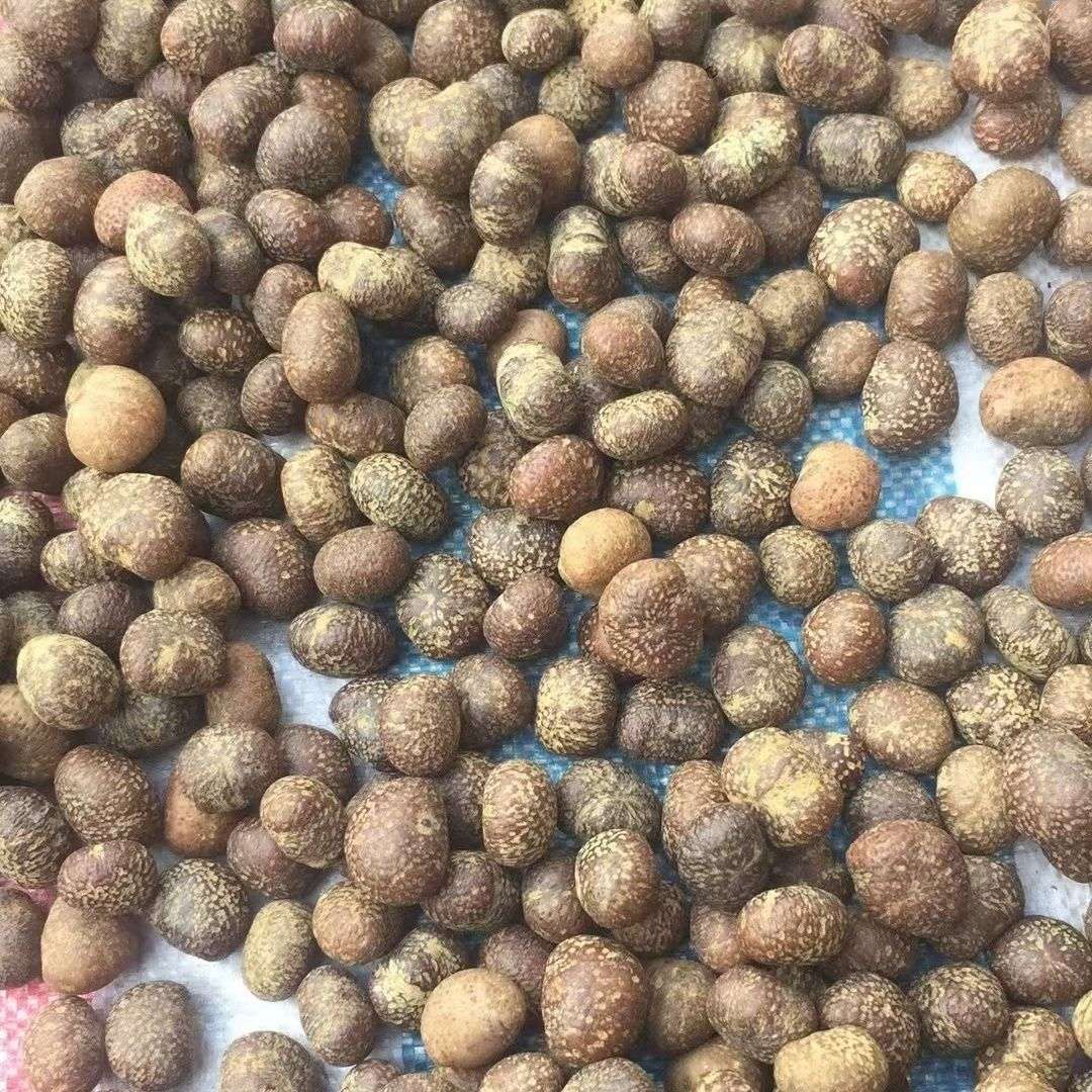 Original seed Bodhi material collectibles details Picture