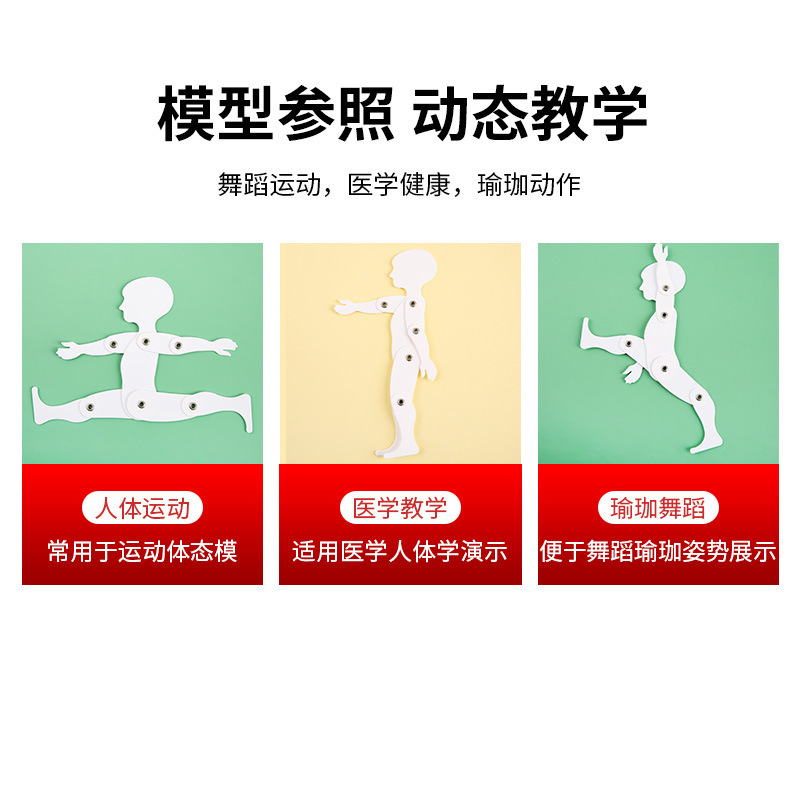 美术平面3D动态模型课堂人体学演示运动益智可活动产品图