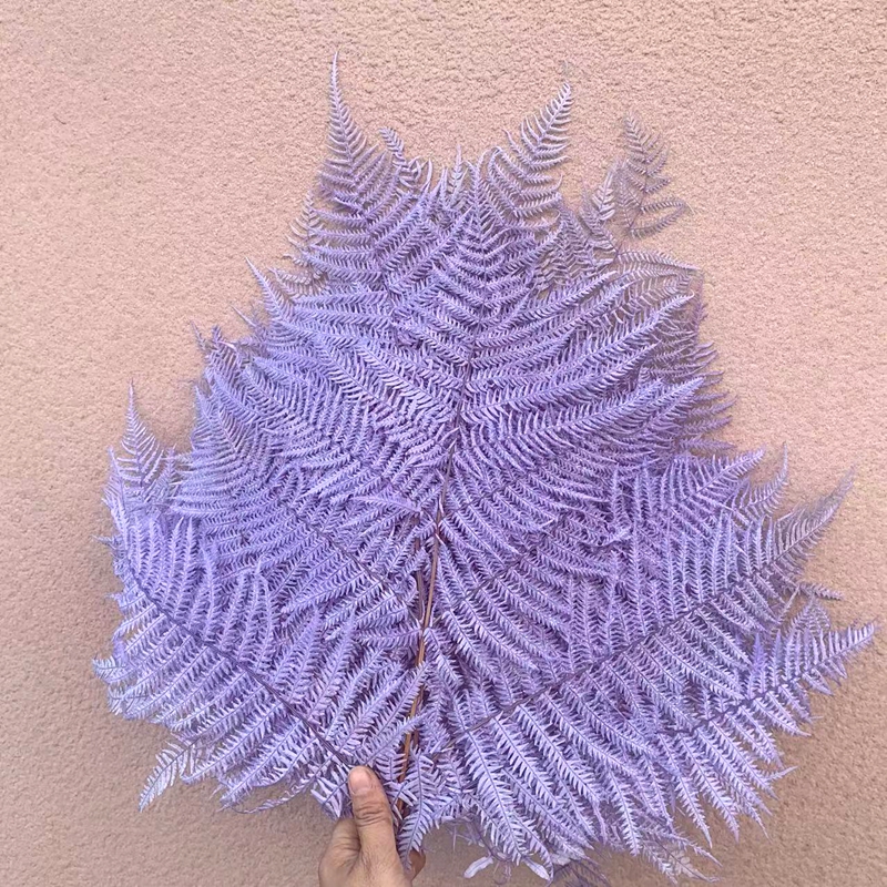 Eternal flower, large jujube leaf preservation, eternal leaf handicrafts, flower art, soft decoration, floating bottle, tall goat tooth leaf, floating bottle grass Item Picture