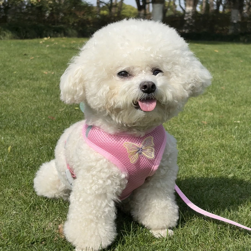 Explosion-proof breathable vest type pet dog chest and back strap, small dog outdoor leash, cat and dog pet supplies details Picture
