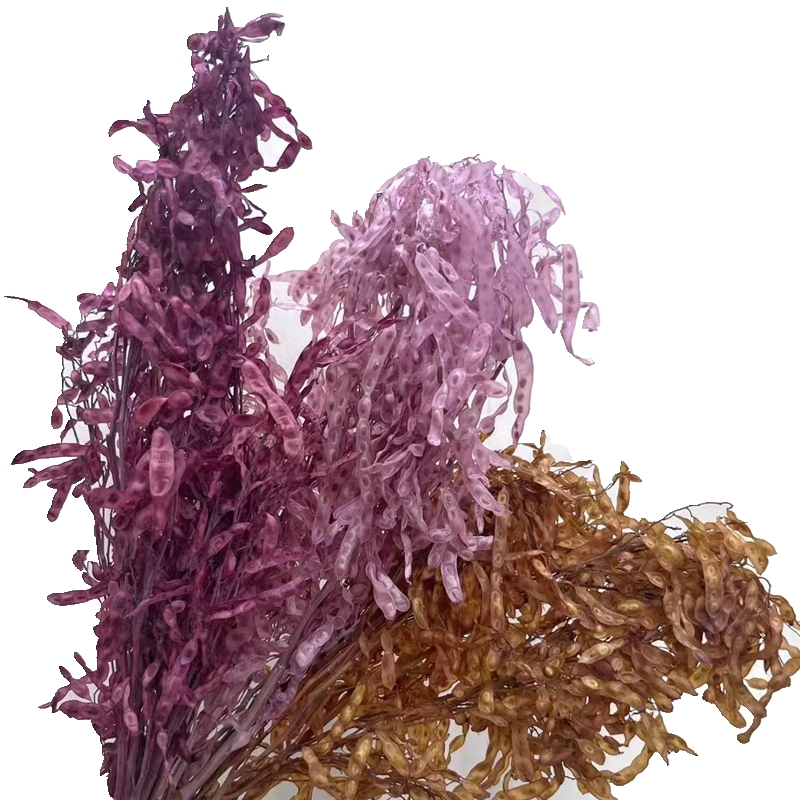 永生花保鲜花 豆夹花束 工艺品 浮游瓶用品 婚庆软装配草 永不掉落的干花图