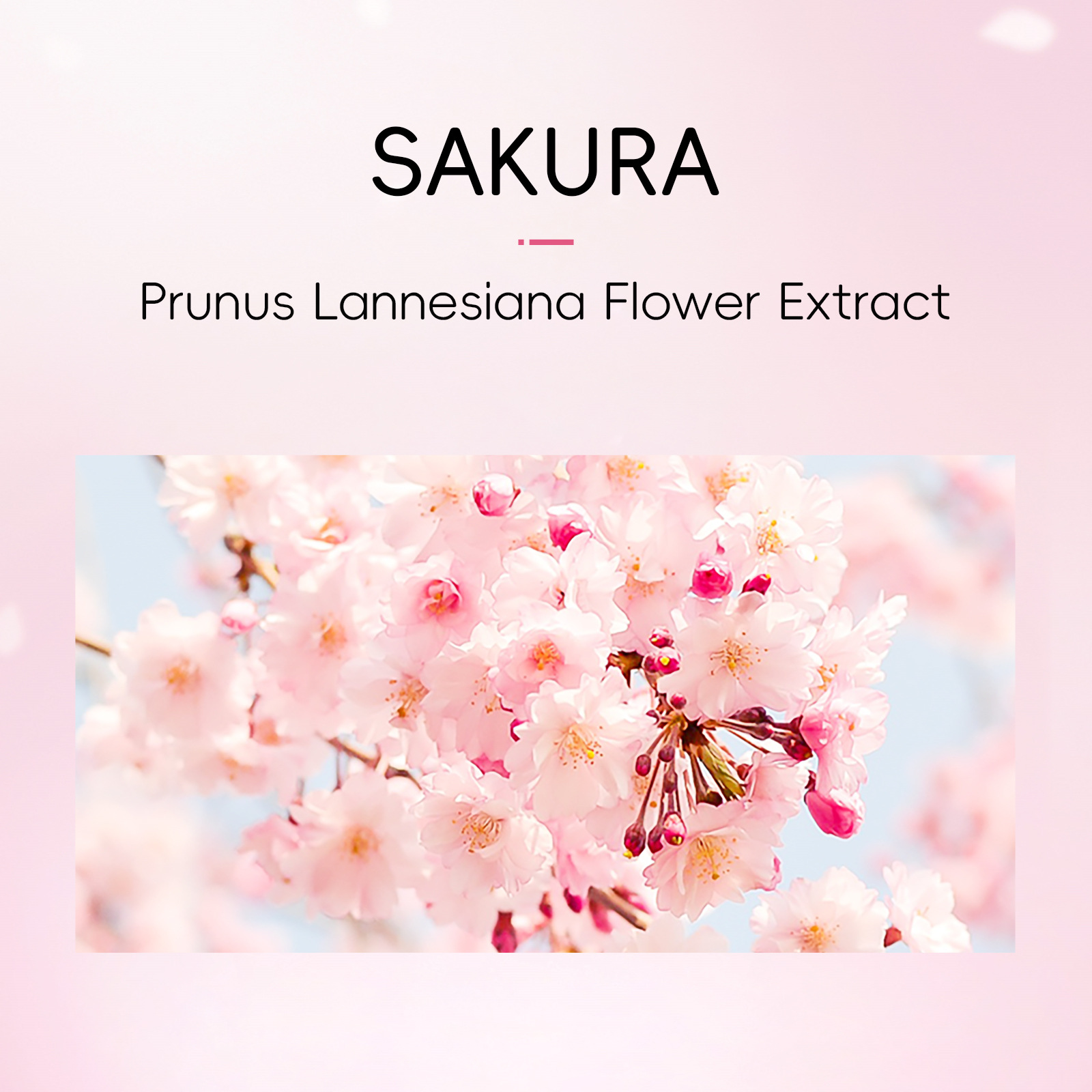 Cross-border LAIKOU Sakura Eye Mask 50 pieces - Wholesale of eye care products for moisturizing and hydrating around the eyes Specification drawing