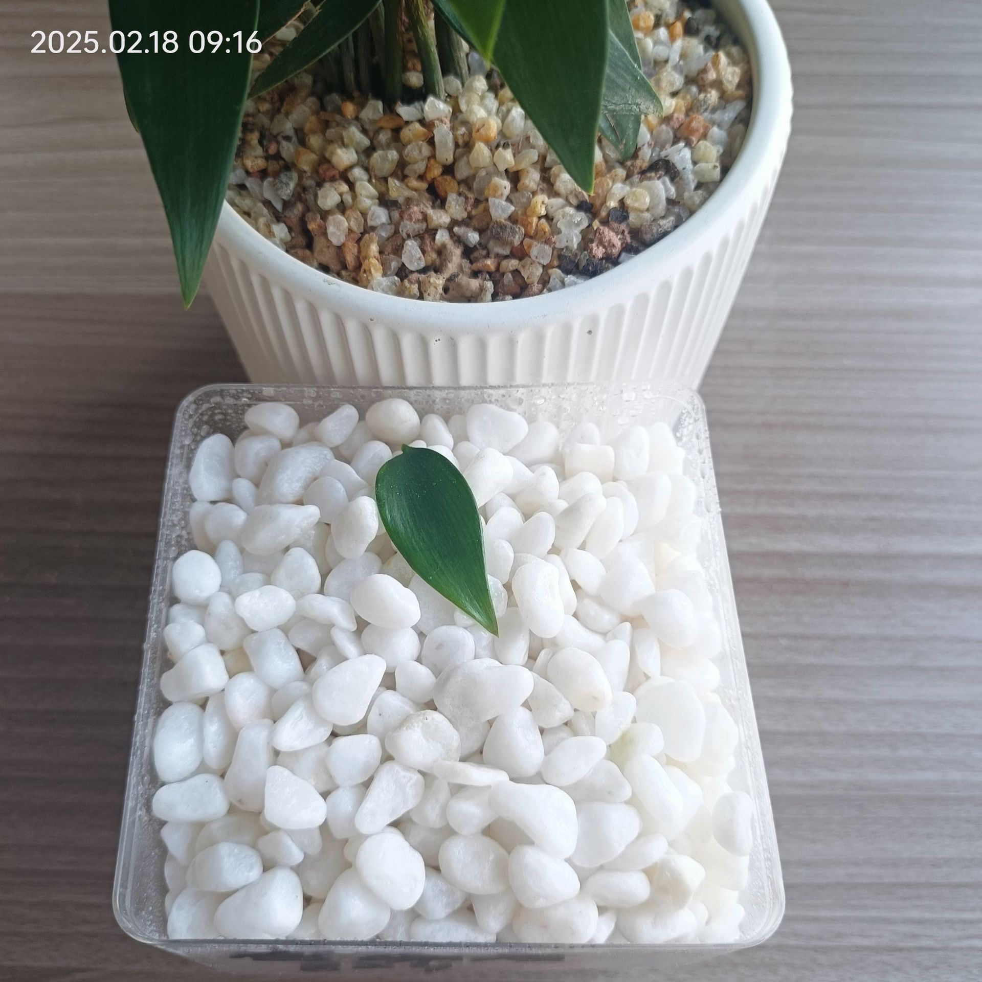 White pebbles, natural dolomite, white gravel, washed stone, ground paving, special paving for garden landscaping details Picture