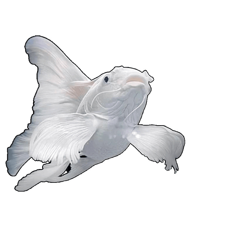 dde Taiwan Butterfly Carp cold-water ornamental fish, gypsum white short-bodied spherical, lion-head long-tail koi fry, goldfish Item Picture
